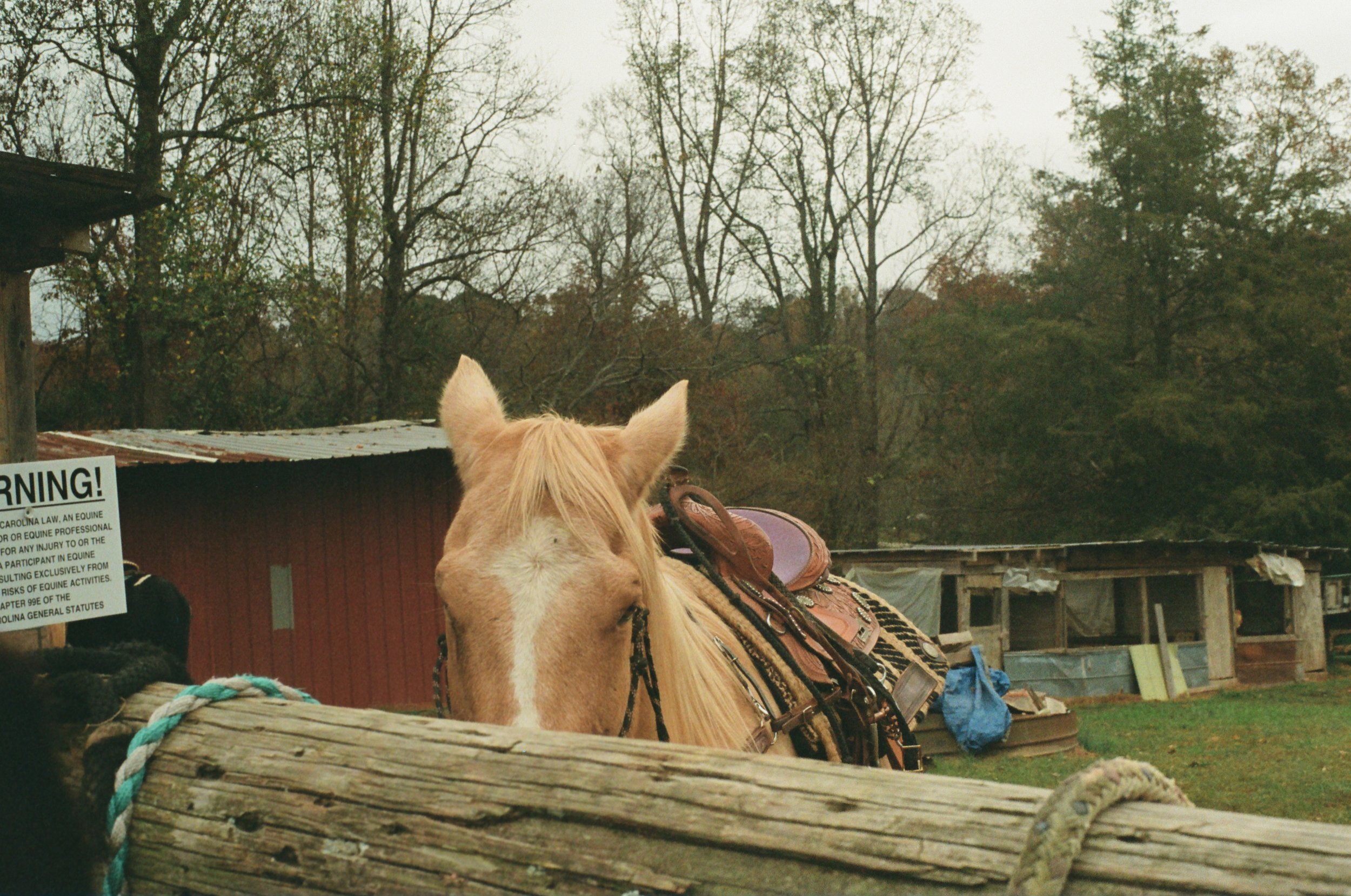 Close-up of a light-colored horse with a saddle, standing near a wooden fence at a farm.