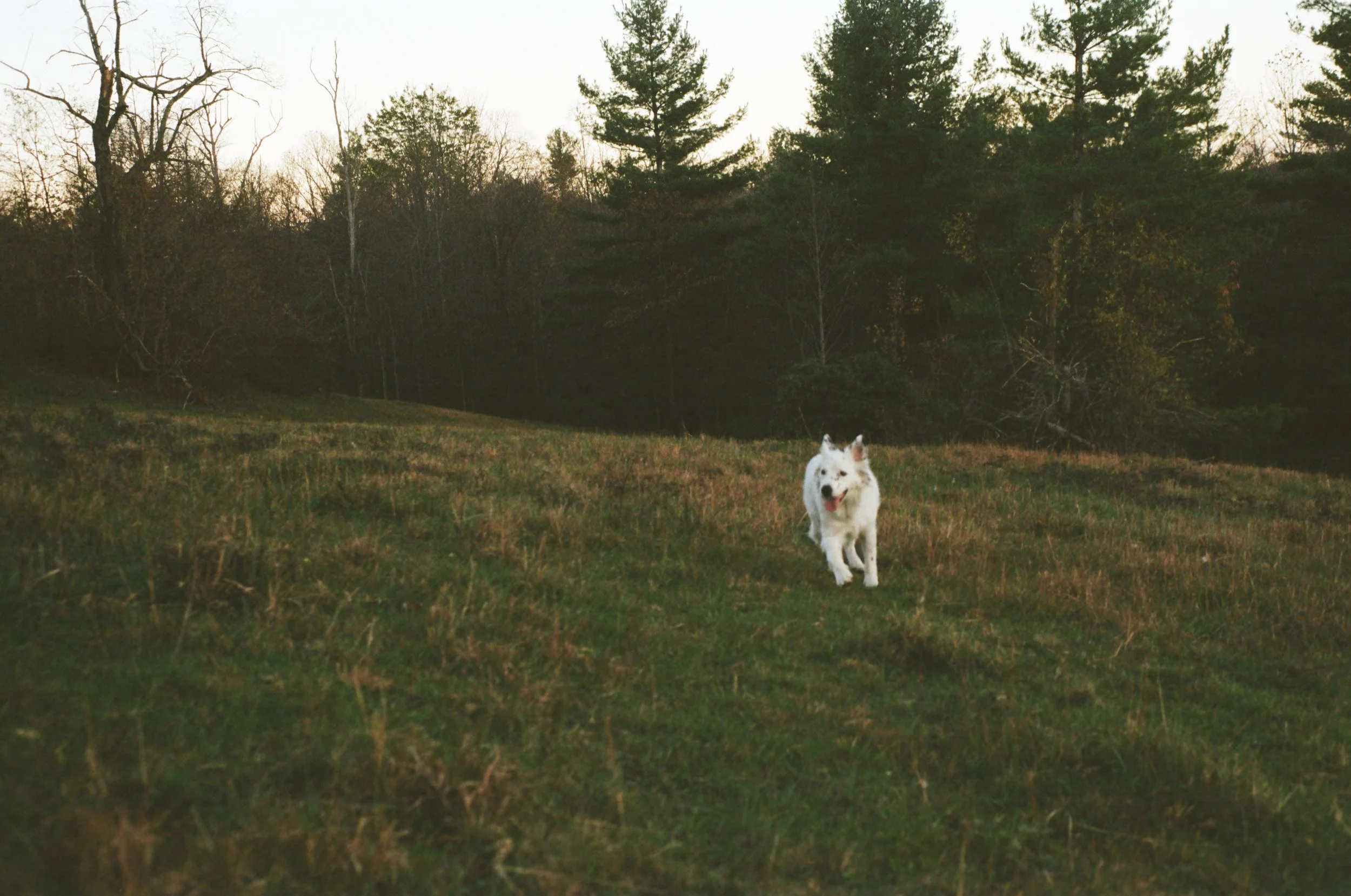 A white dog running on a grassy field with trees and a sunset in the background.