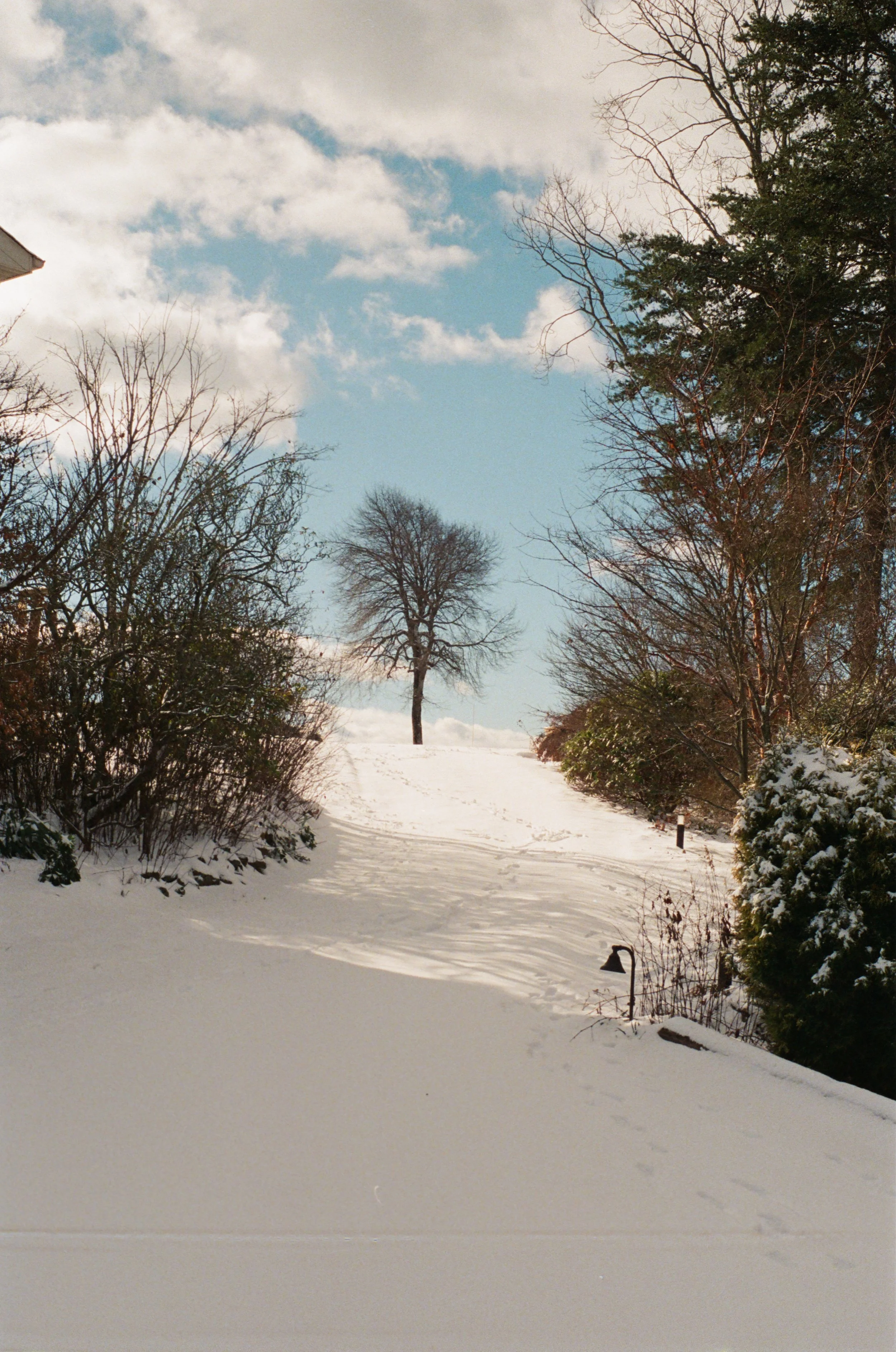 A snow-covered landscape with a path leading up to a tree, surrounded by bushes and trees, some without leaves, under a partly cloudy sky.