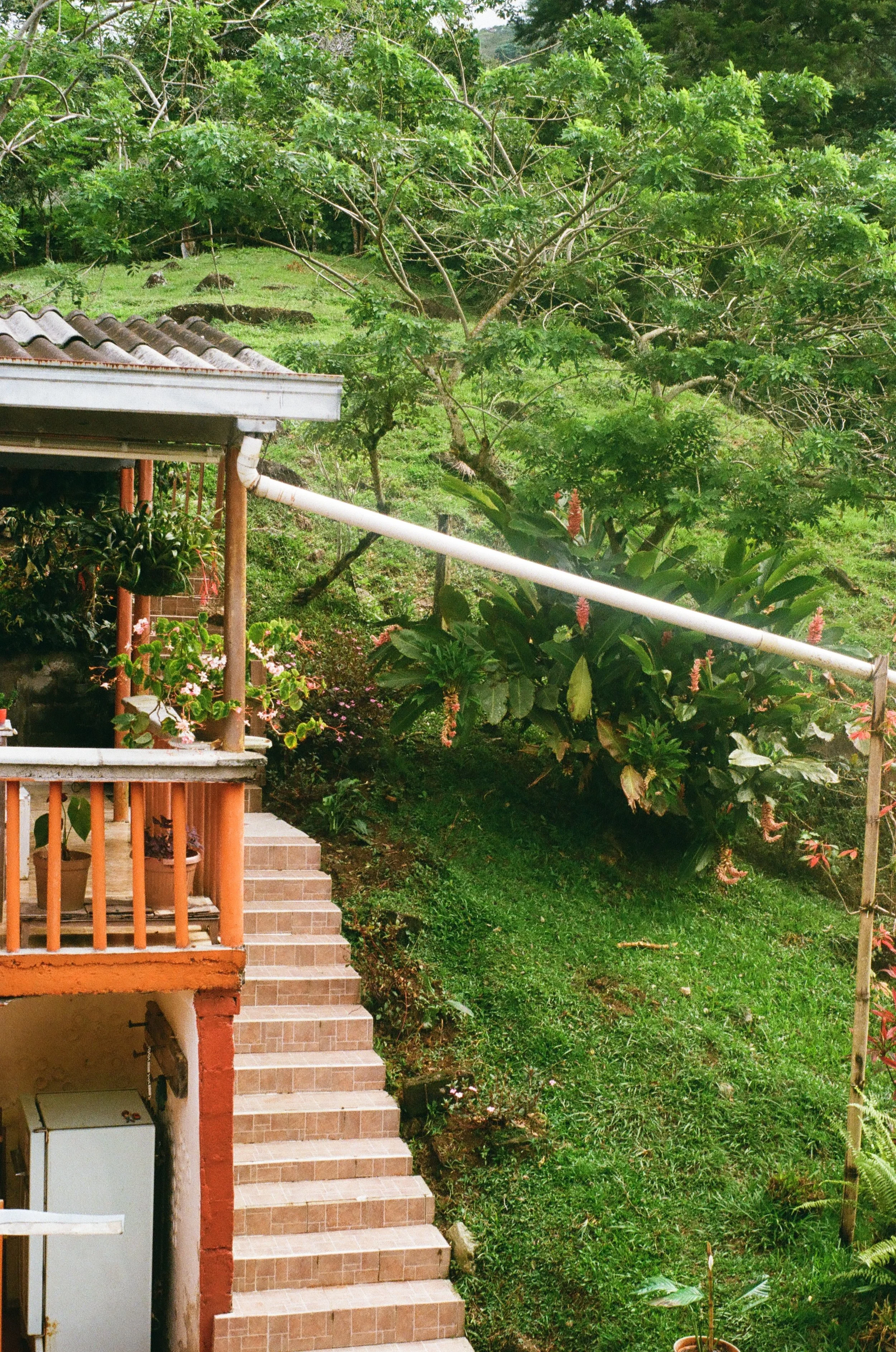 Exterior view of a house with stairs, surrounded by lush green plants and trees in a garden.