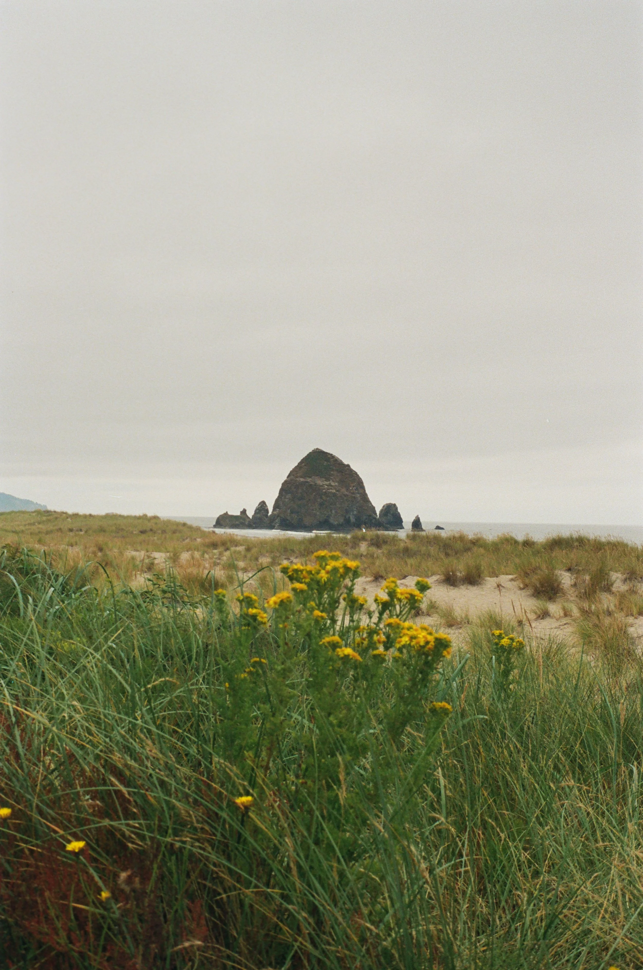 Beach with green grass and yellow flowers in foreground, large dark rock formation in ocean in background under cloudy sky.