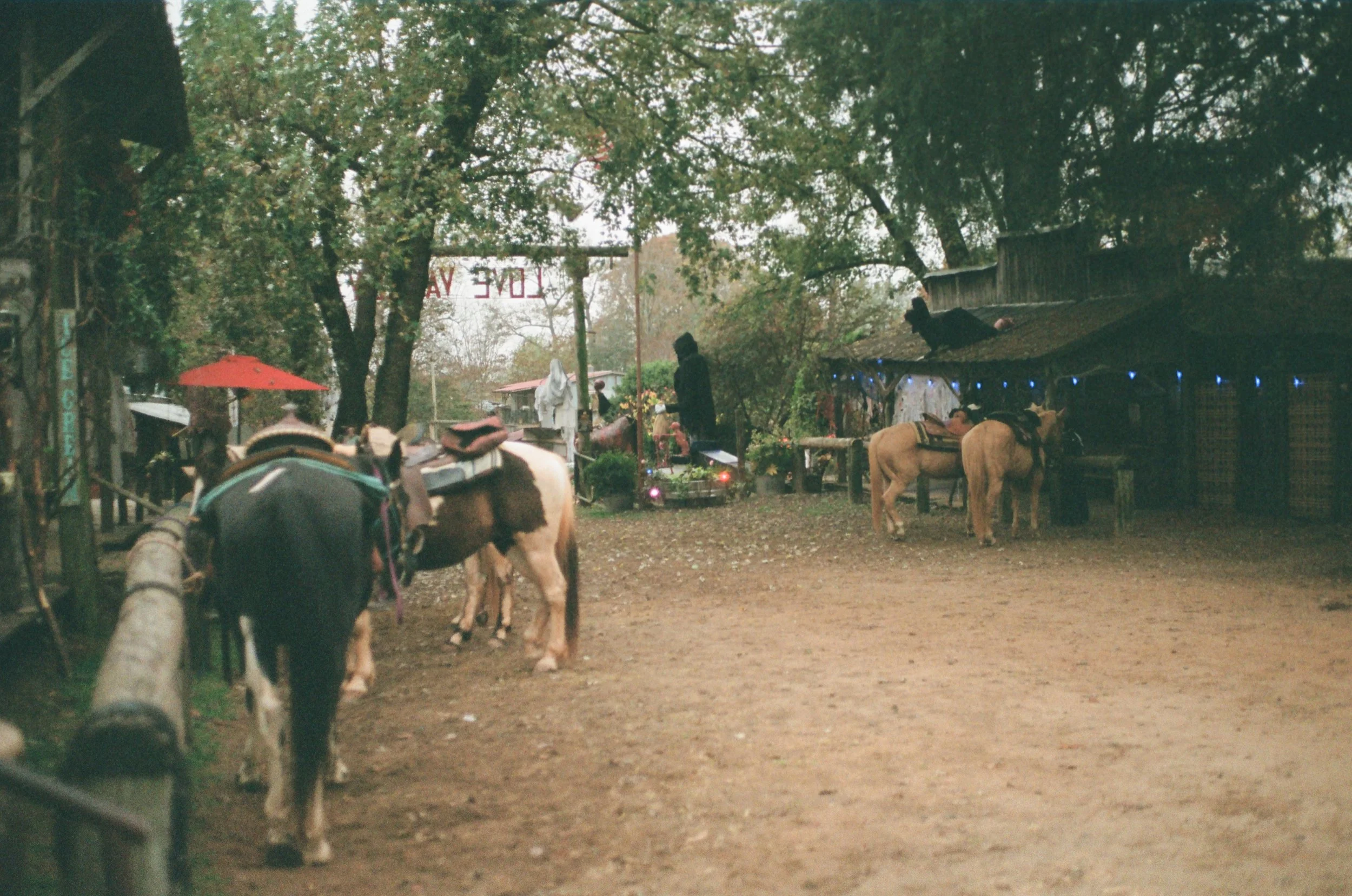 An outdoor rustic setting with several horses tied to a fence, trees with autumn foliage, and a small building with blue string lights, suggesting a farm or rural area.
