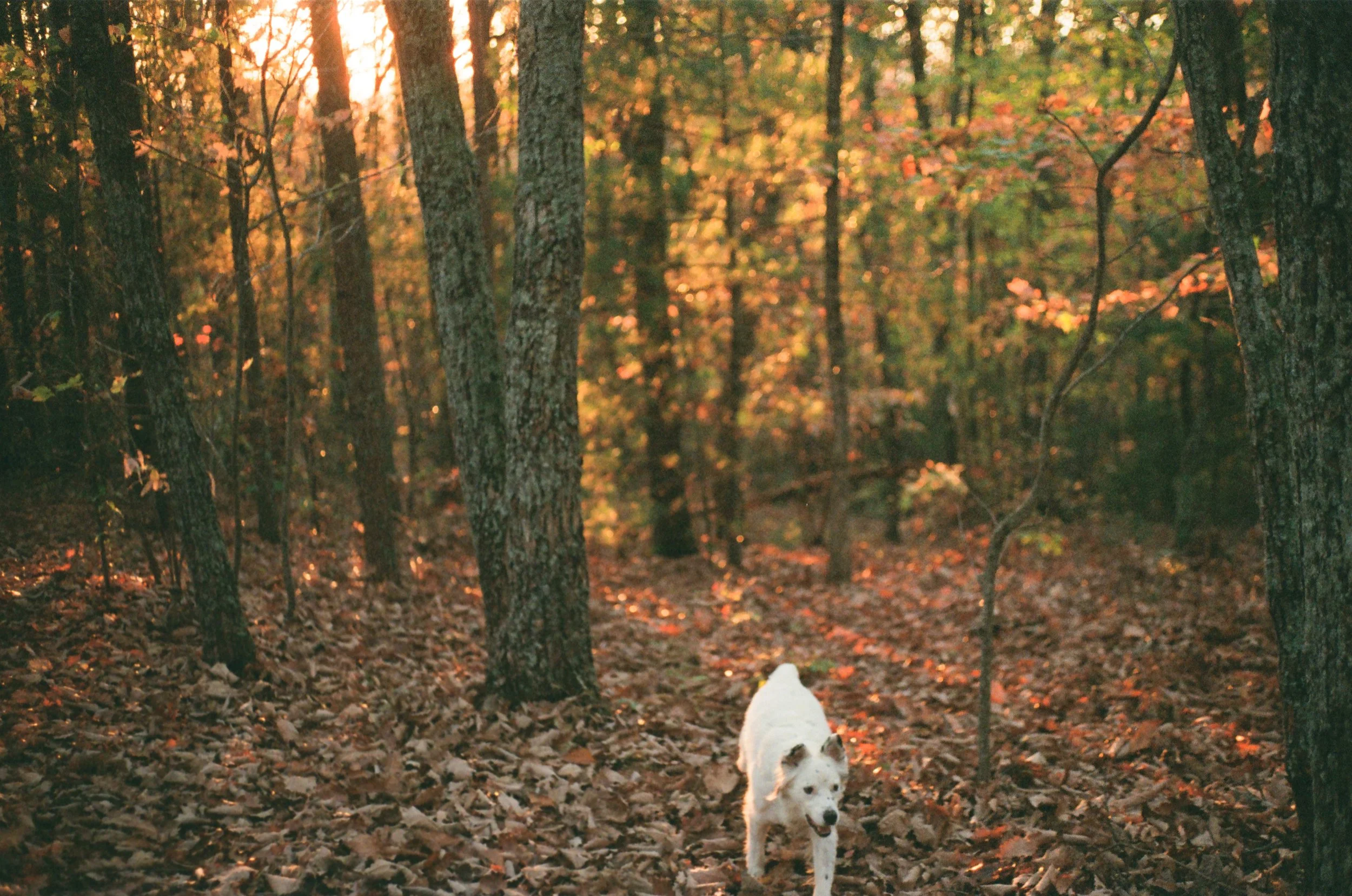 A white dog running through a forest with autumn-colored leaves on the ground and trees, sunlight filtering through the trees.