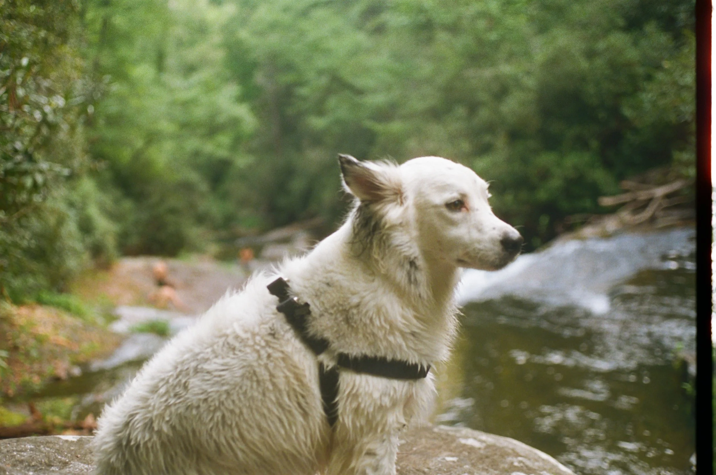 A dog with a harness sitting on a rock near a river with lush green trees in the background.