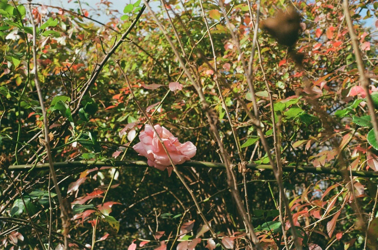 A pink flower among thin branches and green and red leaves in a dense bush.