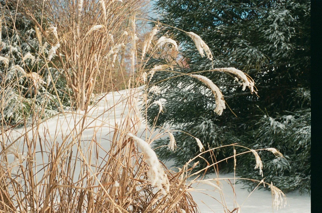 Snow-covered dry grass and evergreen trees in a winter landscape