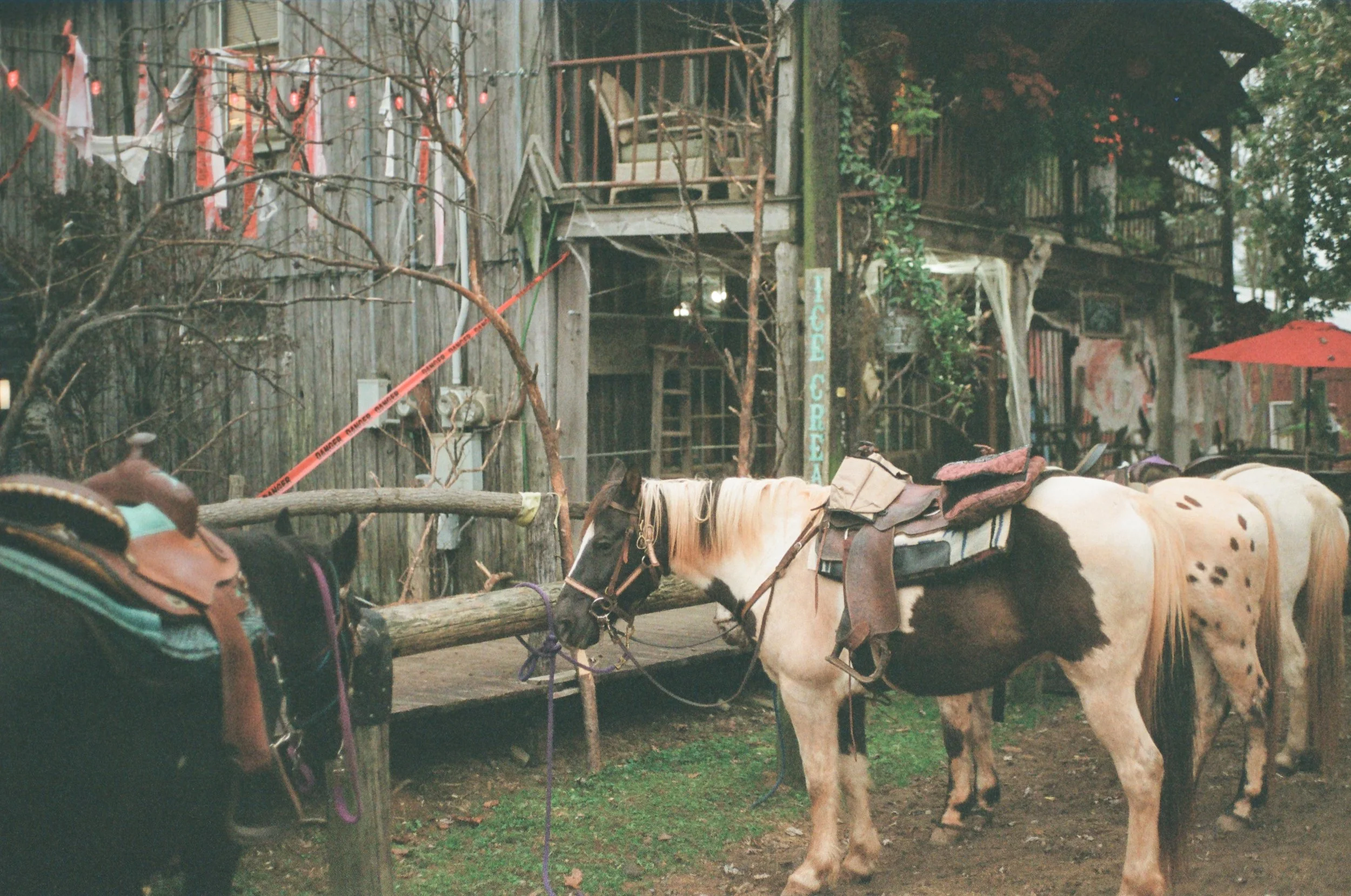Two horses harnessed with saddles and bridles standing on muddy ground in front of a rustic wooden building with trees and outdoor seating, one with a colorful saddle and others with saddlebags, in a cozy outdoor café setting.