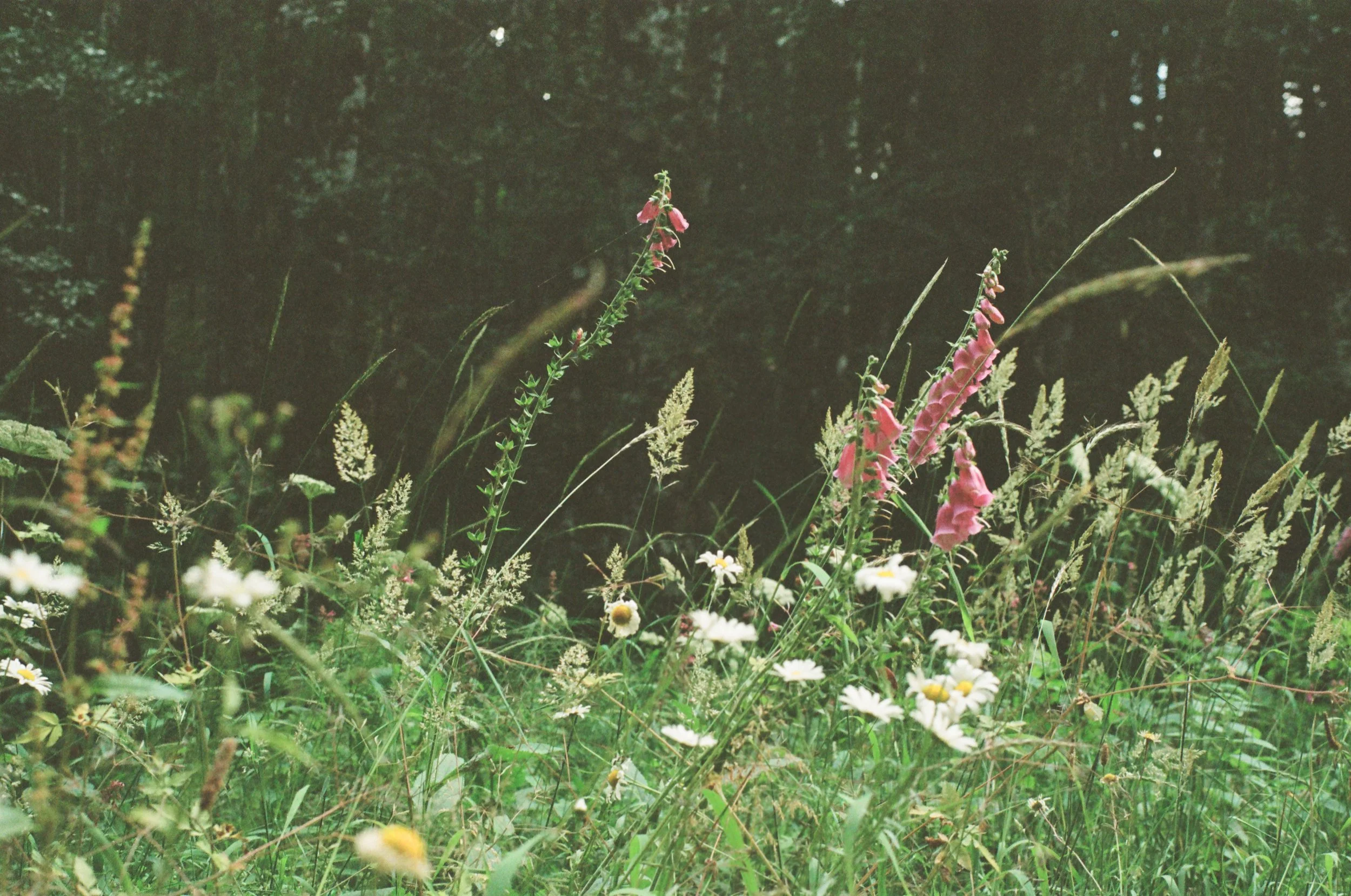 A wildflower meadow with white daisies and pink foxgloves in a forest clearing.