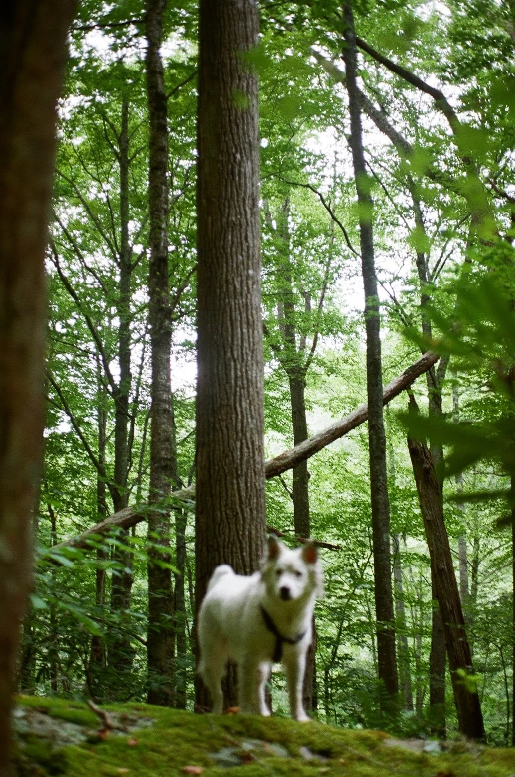 A white dog with a black harness standing on a mossy ground in a lush green forest with tall trees and dense foliage.