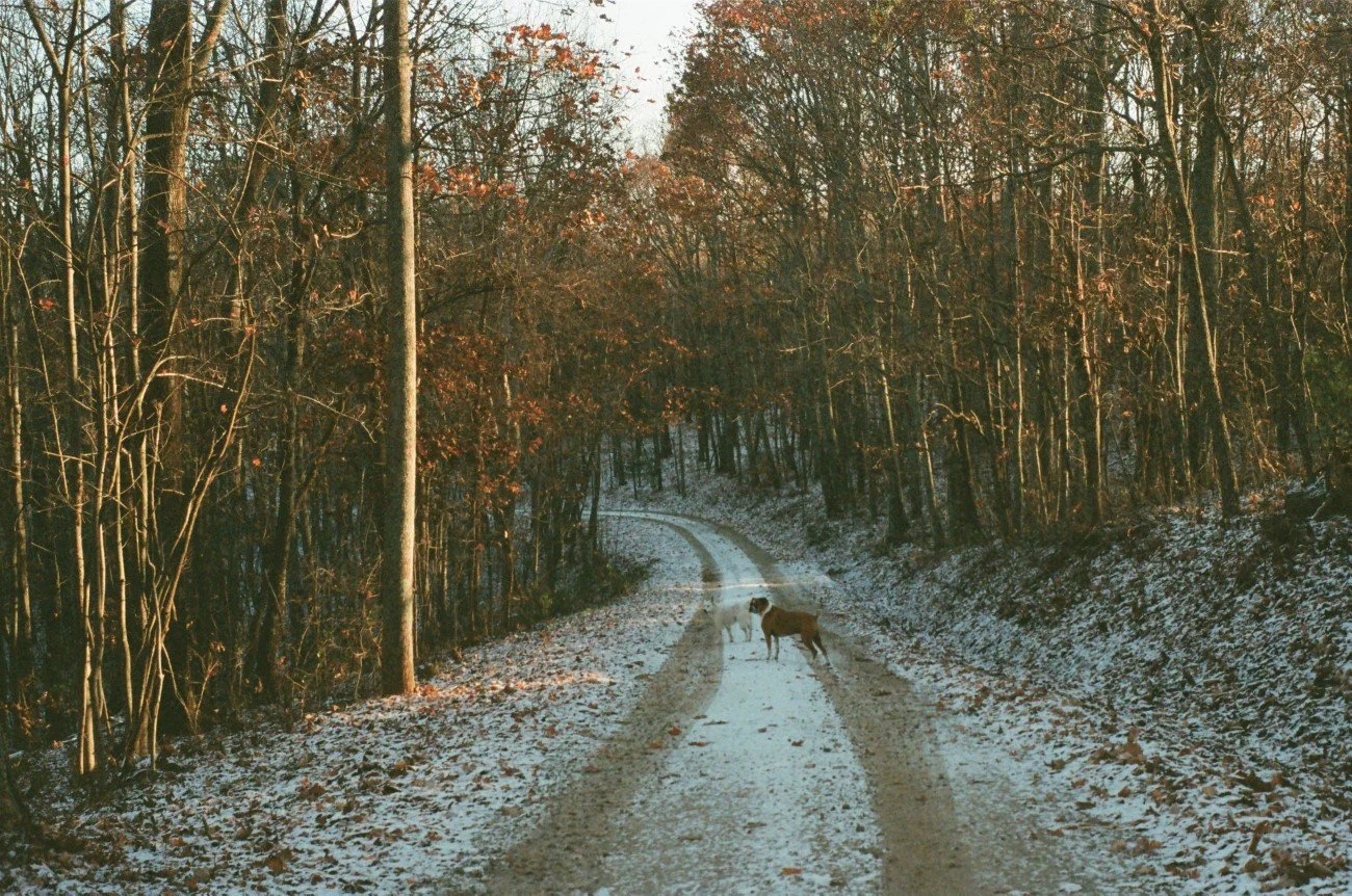 A winter scene with a snow-covered dirt road winding through a forest. Two dogs are standing in the middle of the road, and leafless trees line both sides of the road.