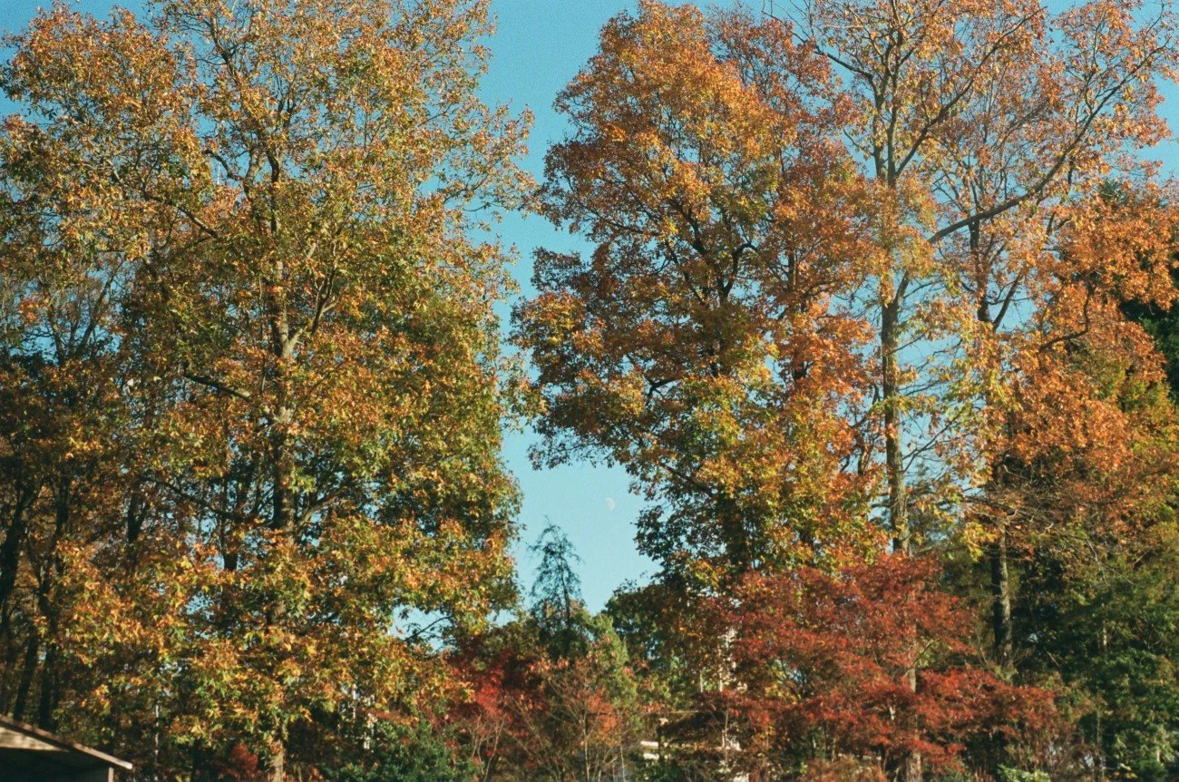 Tall trees with autumn-colored leaves against a clear blue sky.