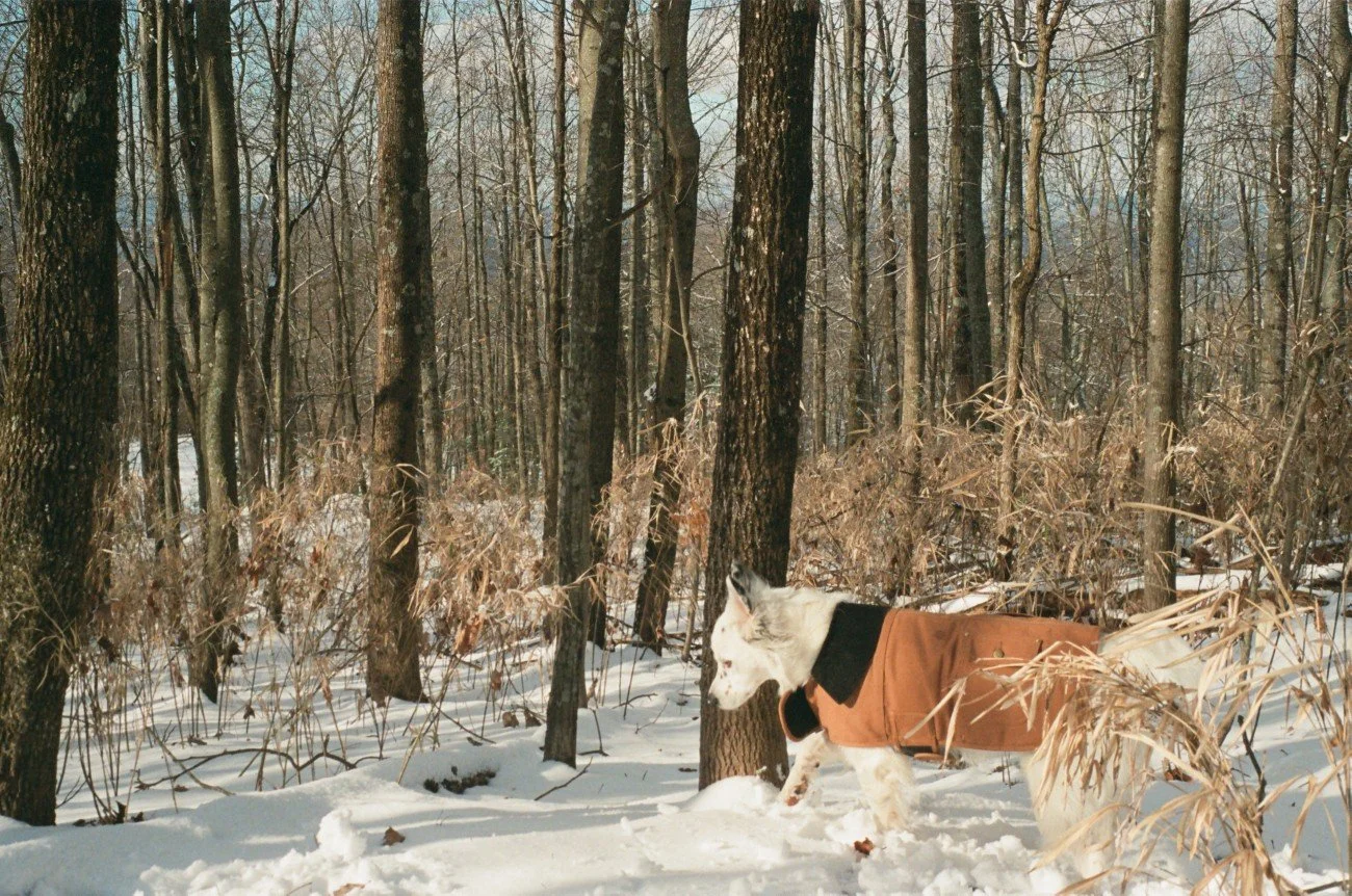 A dog wearing a brown coat exploring a snowy forest with tall trees and dry brown bushes.