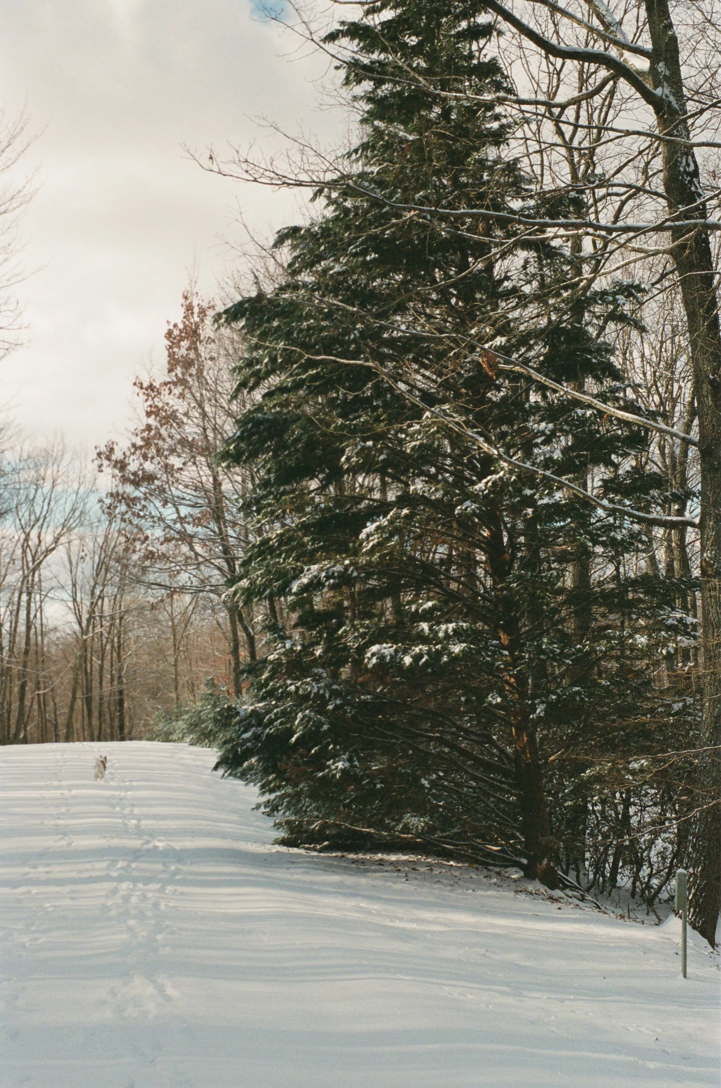 Snow-covered landscape with a large evergreen tree and bare trees in the background, a dog walking in the snow, and footprints on the ground.