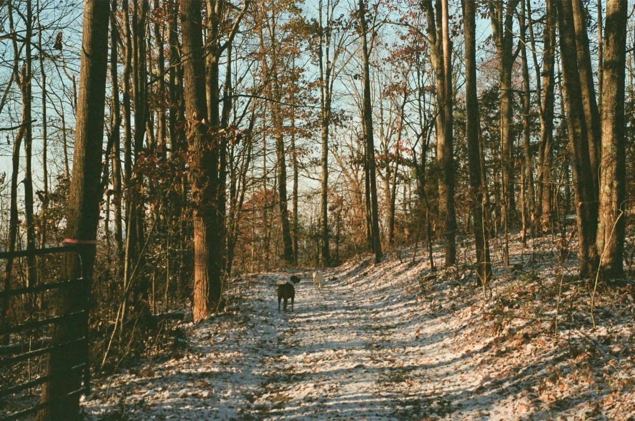 A snowy wooded trail with two dogs walking among leafless trees, bathed in warm sunlight.