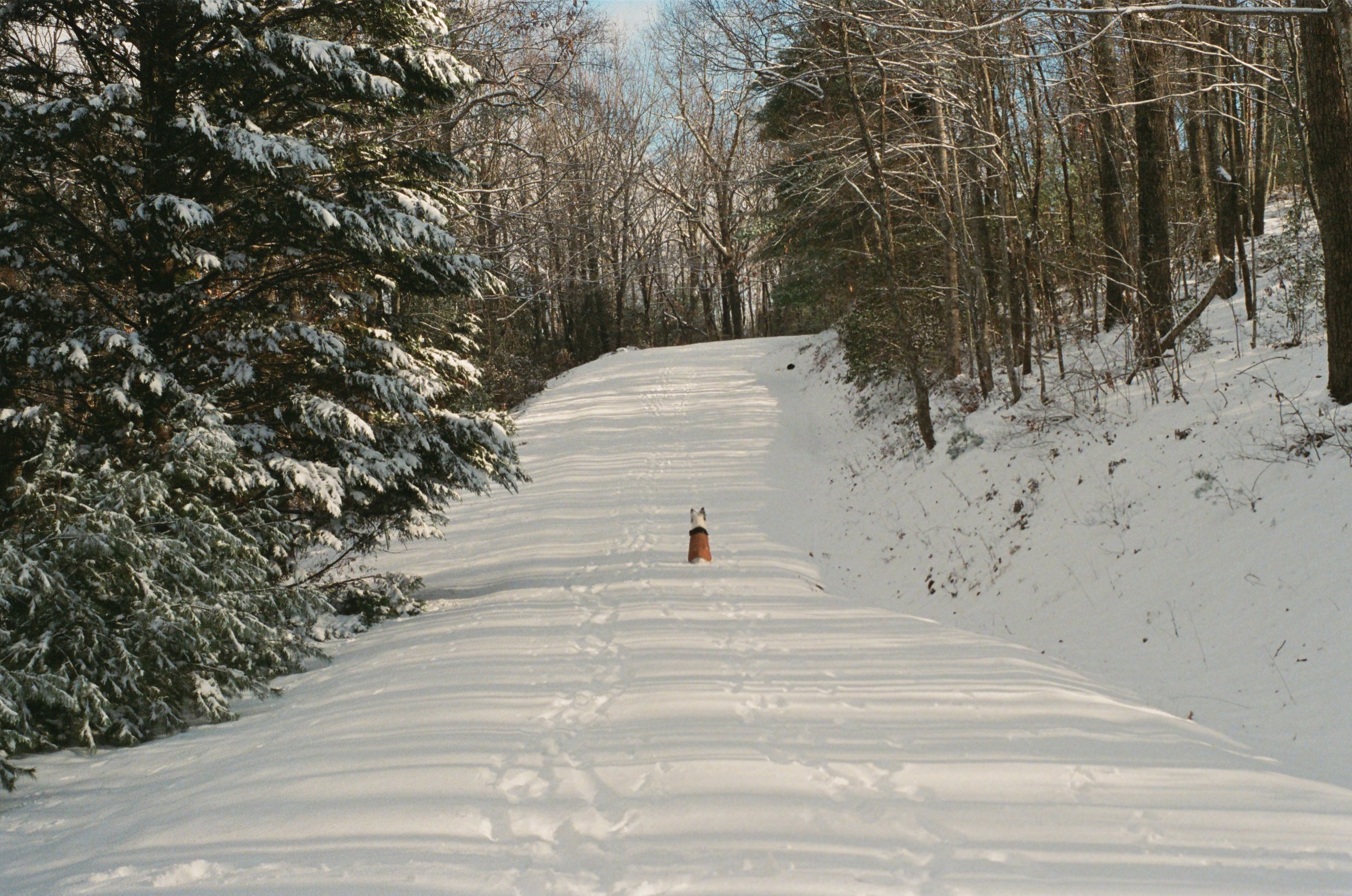 Snow-covered trail through a wooded area with a dog sitting on the path.