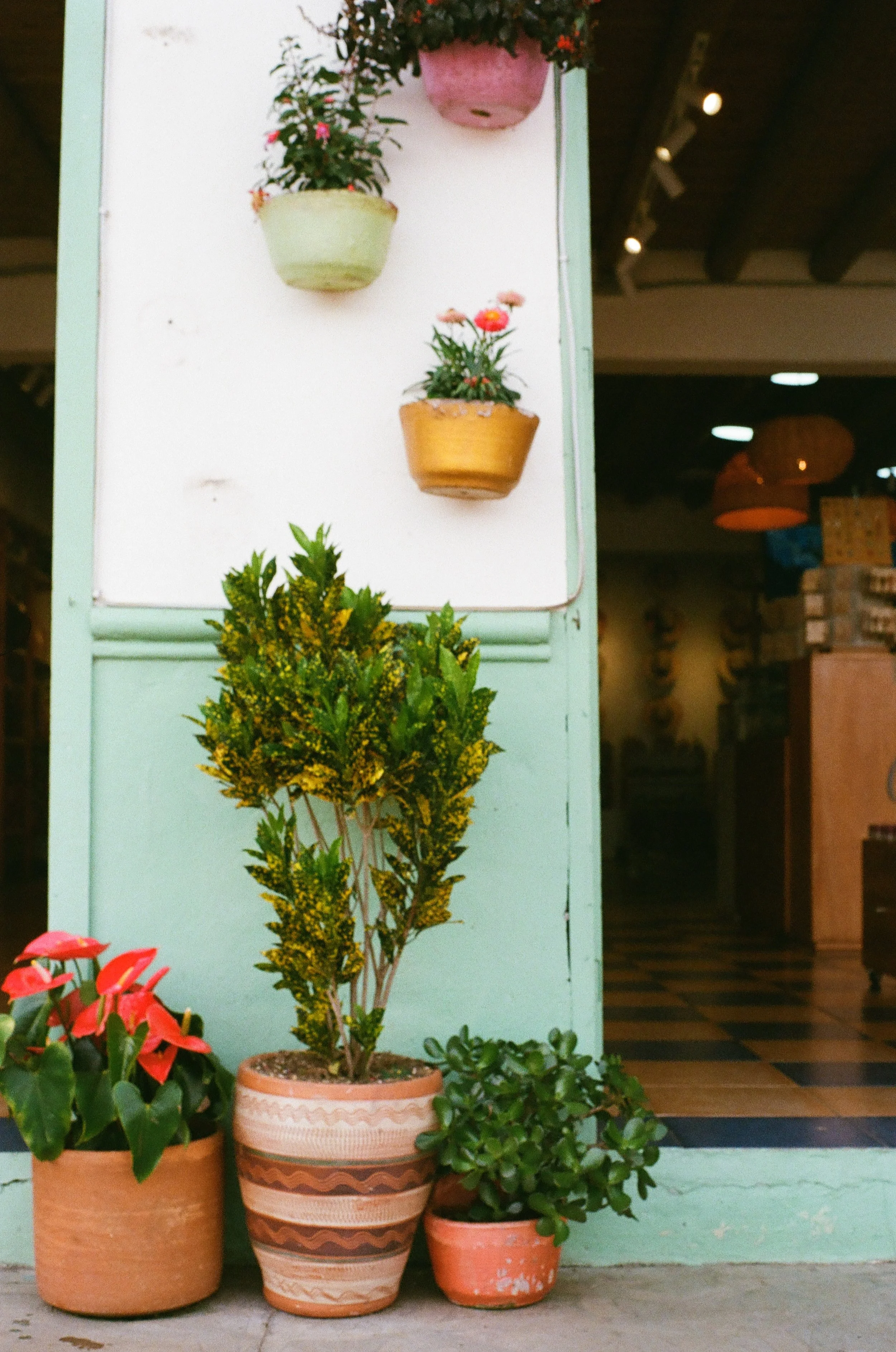 Various potted plants and flowers outside a building with a green doorframe. Three potted plants are on the ground, including red flowers, a yellow-leaved shrub, and a small trailing plant. Three more flower pots are mounted on the white wall, contai