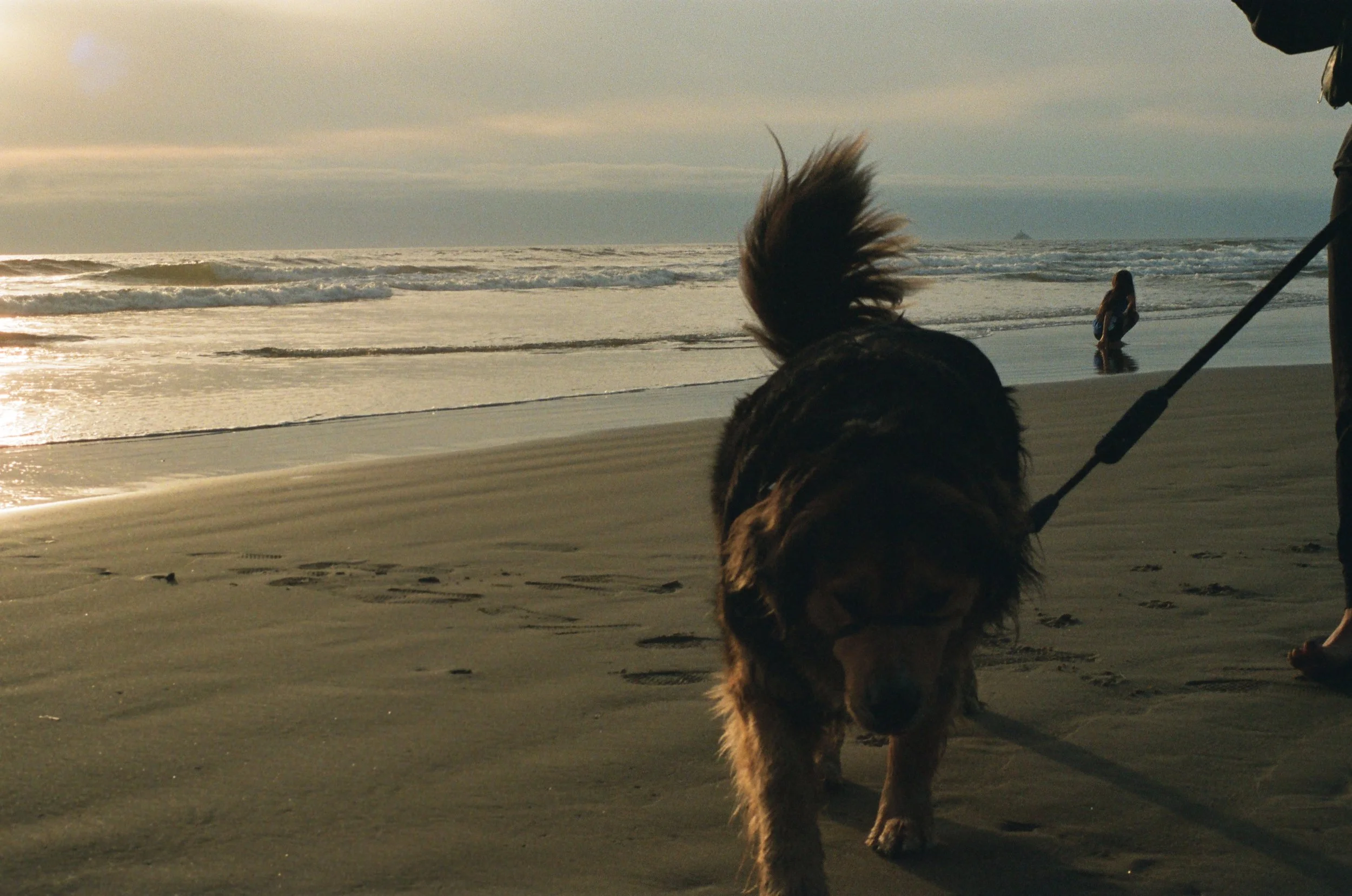 A dog on a leash walking on the beach at sunset with ocean waves in the background, and a person and another individual in the distance near the water.