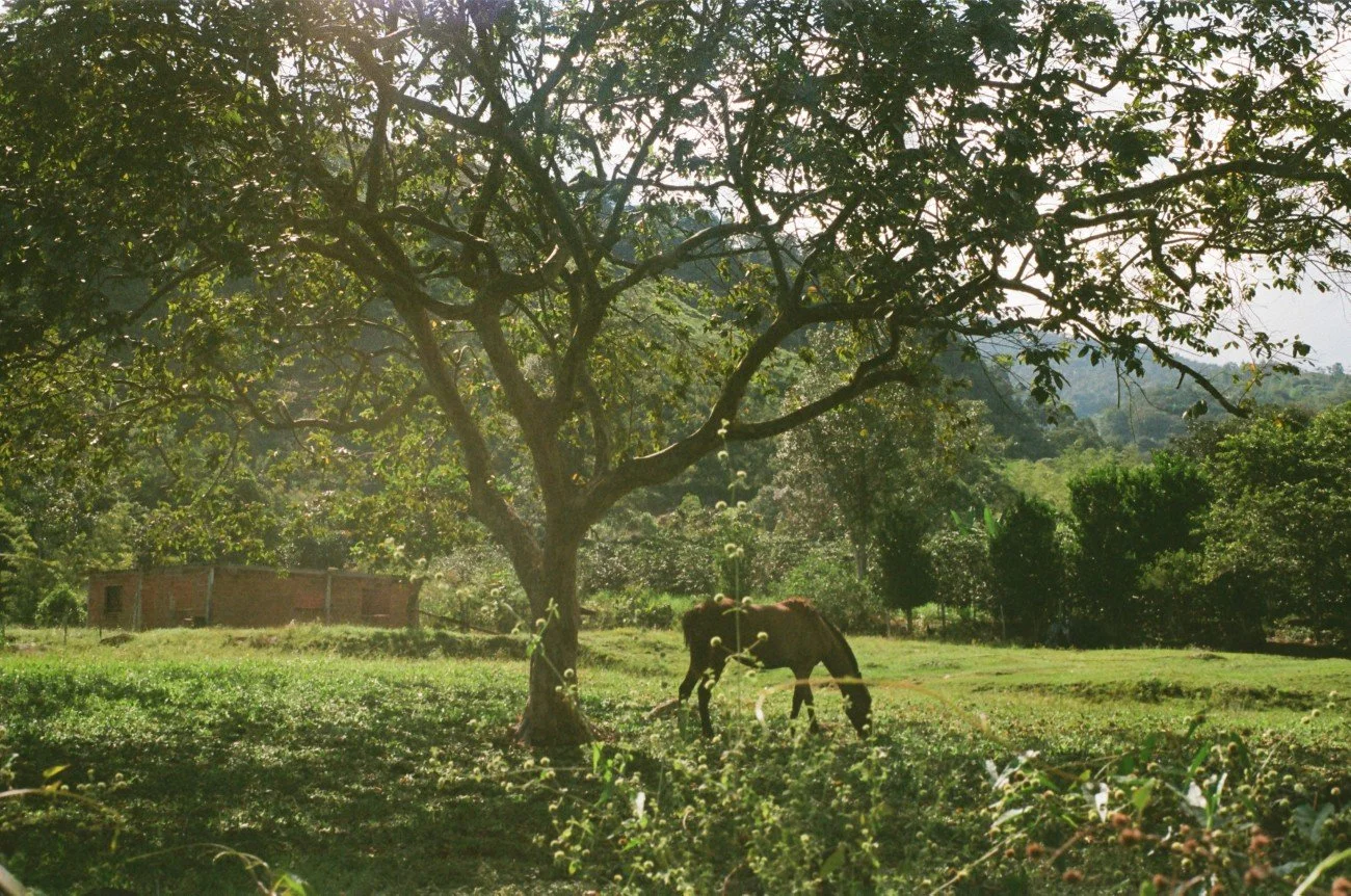 A brown horse grazing under a large green tree in a lush, open field with distant trees and a small building in the background.
