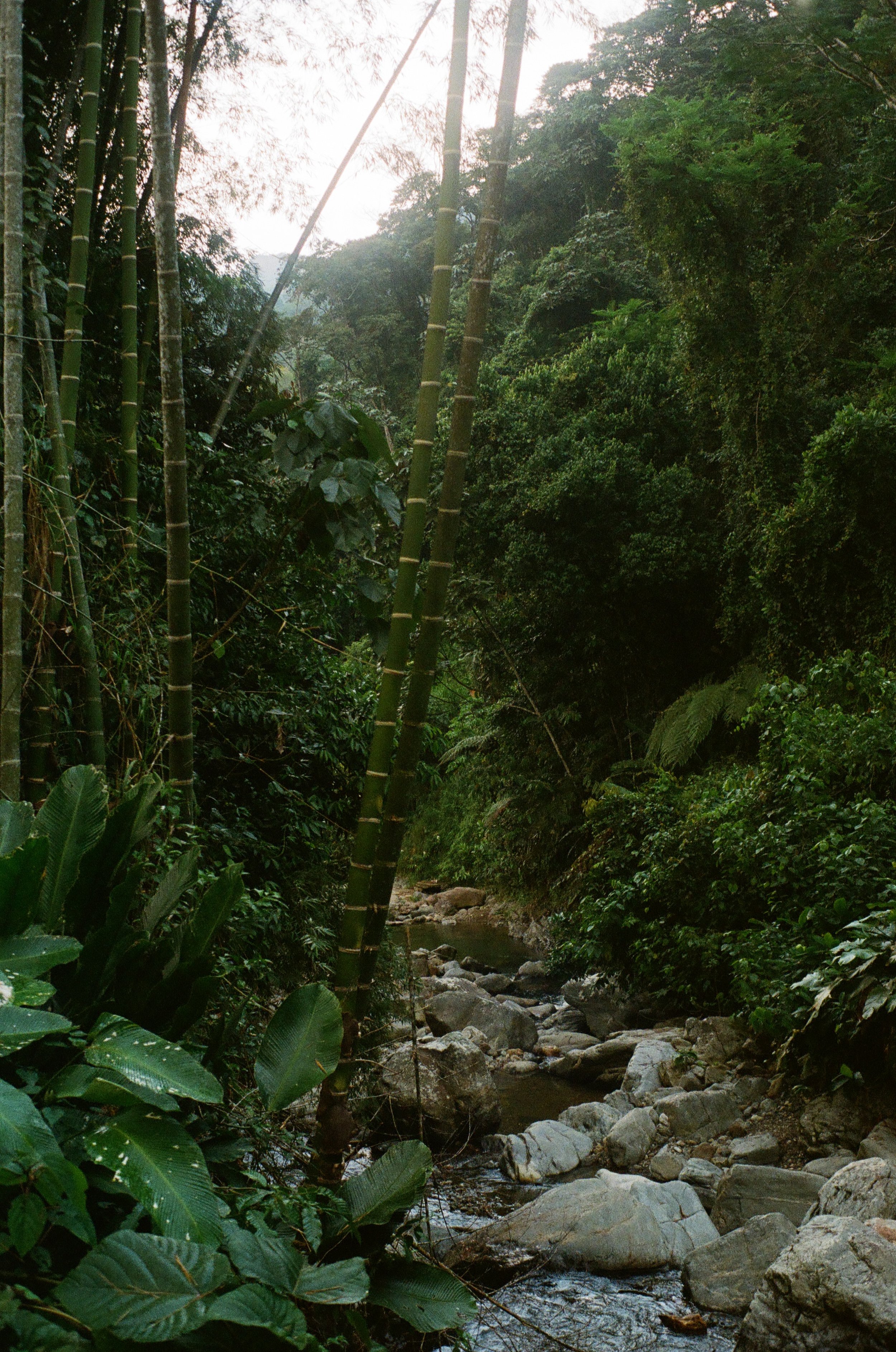 A lush, green jungle with a small rocky stream flowing through it.