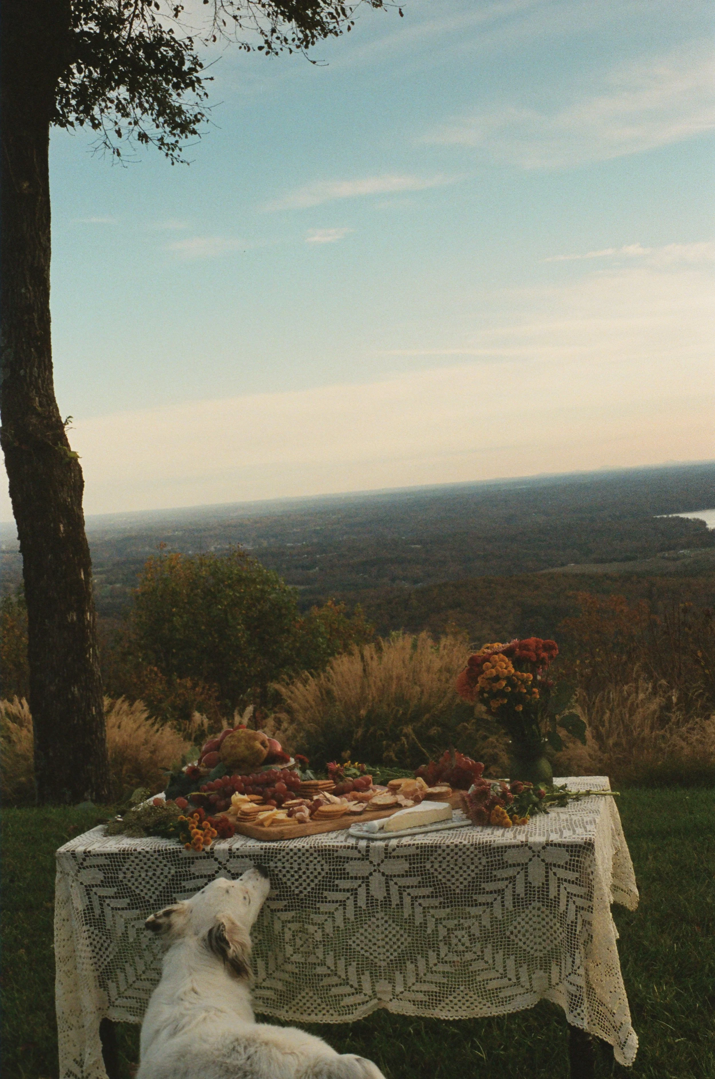 A table with a lace tablecloth set for a picnic, surrounded by flowers and food, with a dog sitting nearby, overlooking a landscape with trees and a distant lake under a blue sky.