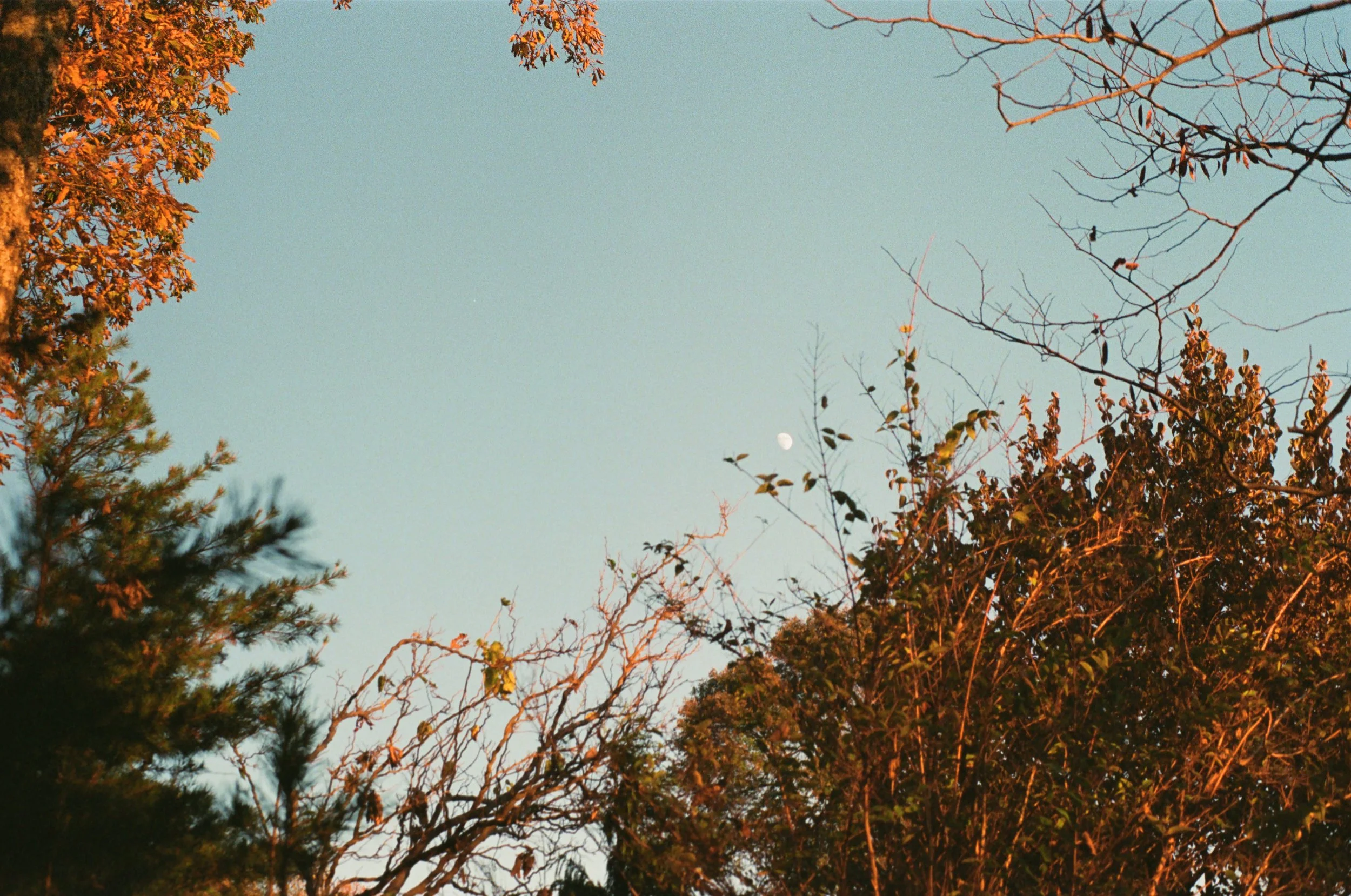 View of trees with the moon in the sky.