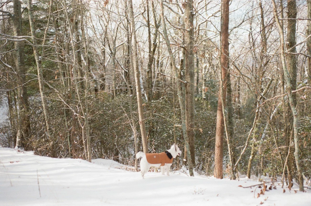 A dog wearing a tan coat standing in a snowy forest with tall, leafless trees.
