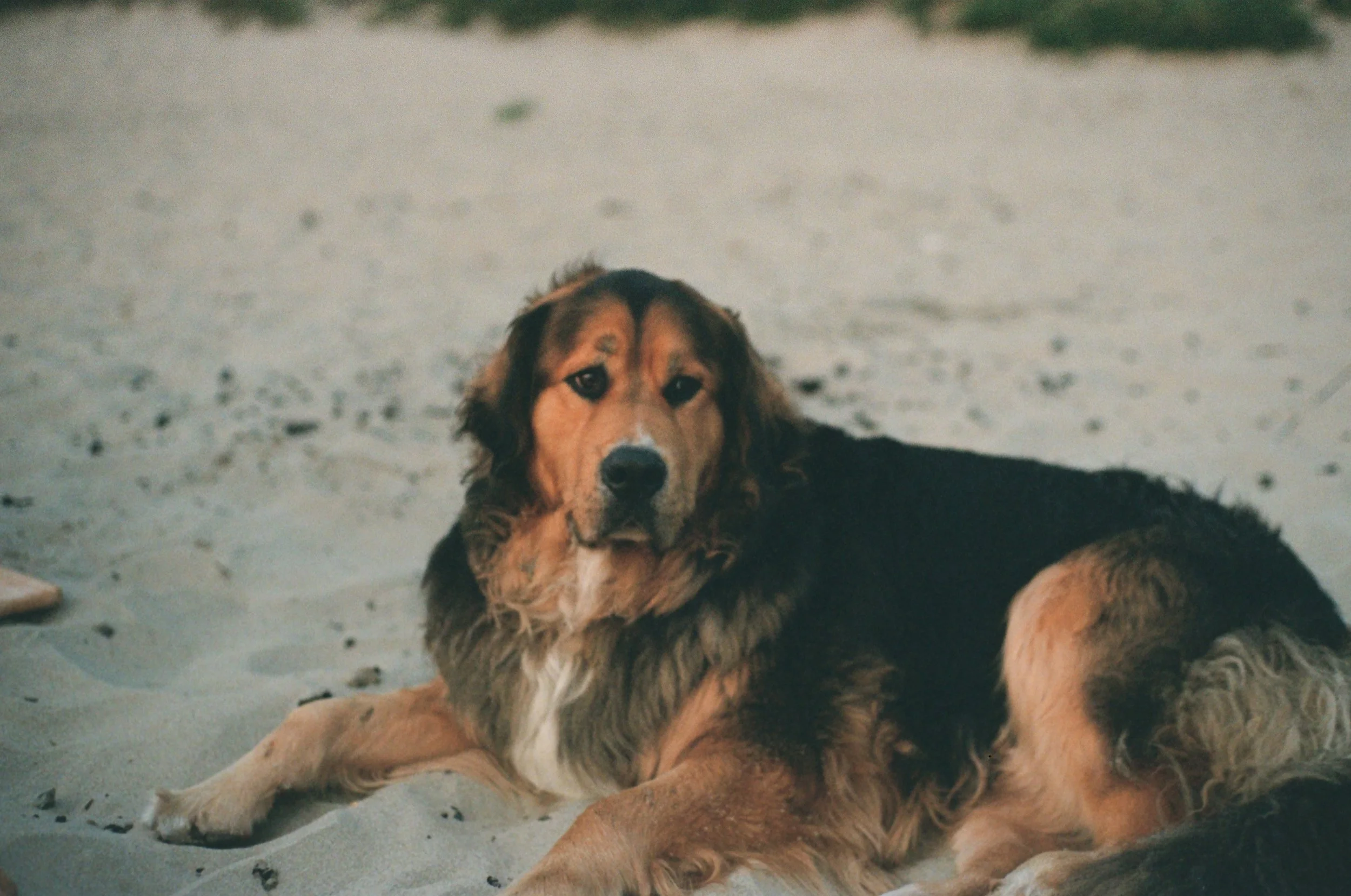 A dog lying on sandy ground, looking towards the camera with a curious expression.