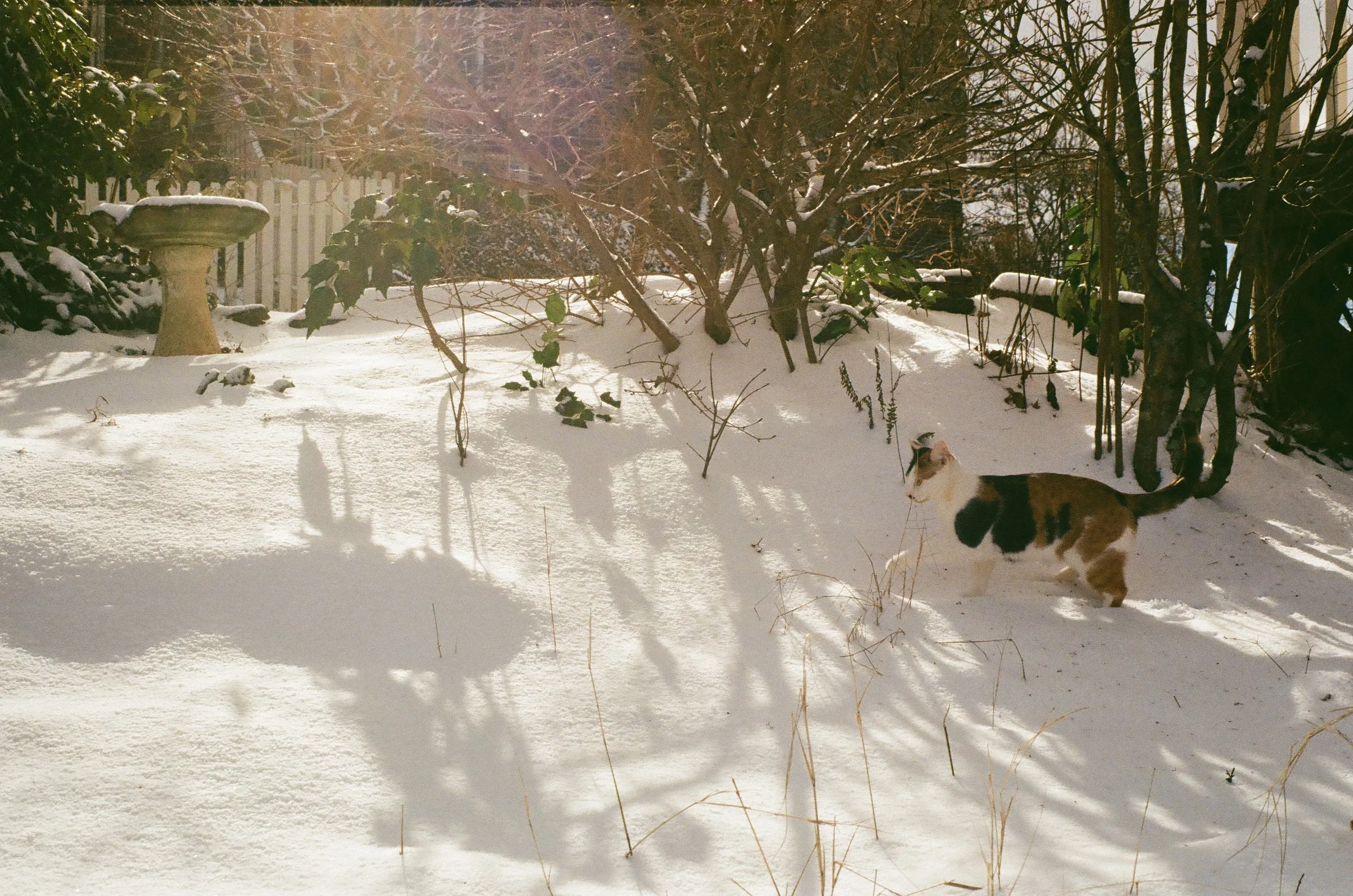 Snow-covered backyard with a calico cat, leafless trees, shrubs, a birdbath, and a wooden fence, illuminated by sunlight.