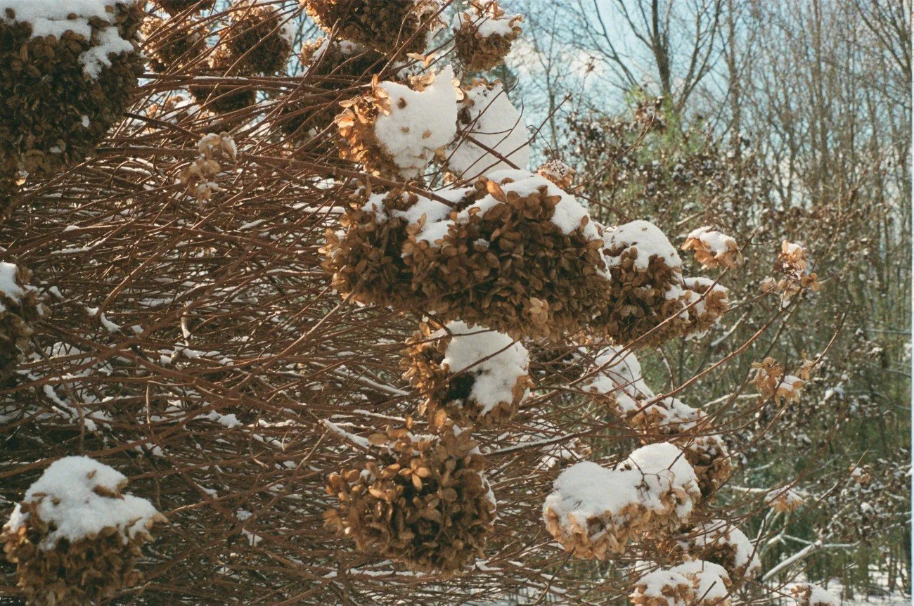 Frozen dried hydrangea flowers with snow on them outdoors during winter.