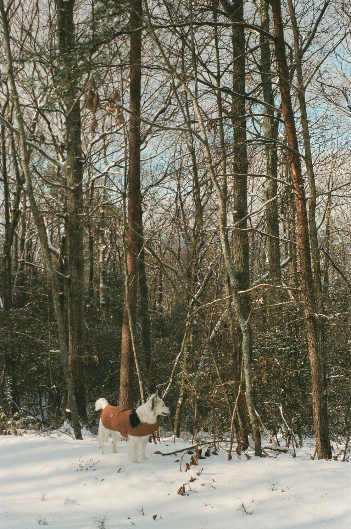 A dog wearing a brown coat standing in snow in a winter forest with leafless trees.