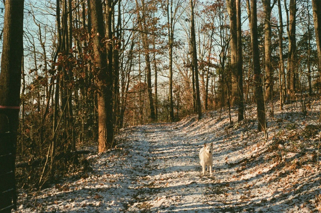 A snowy forest trail with bare trees and a white dog standing on the path.