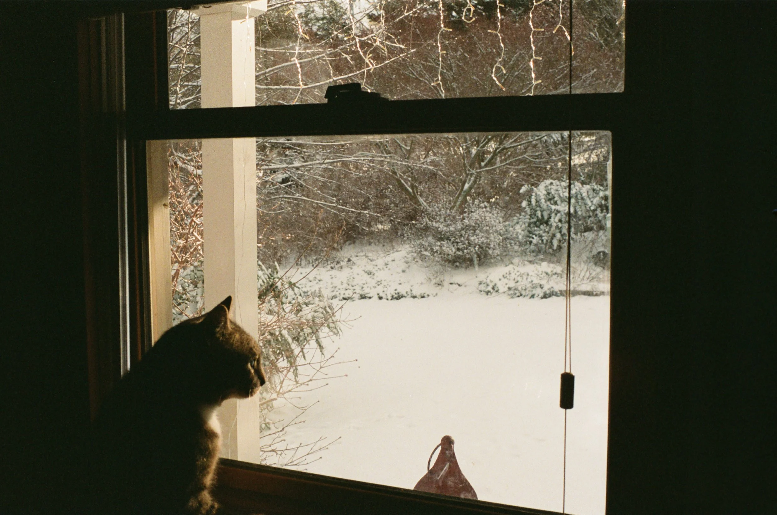 A cat sitting on a windowsill looking outside at a snow-covered yard and trees during winter.