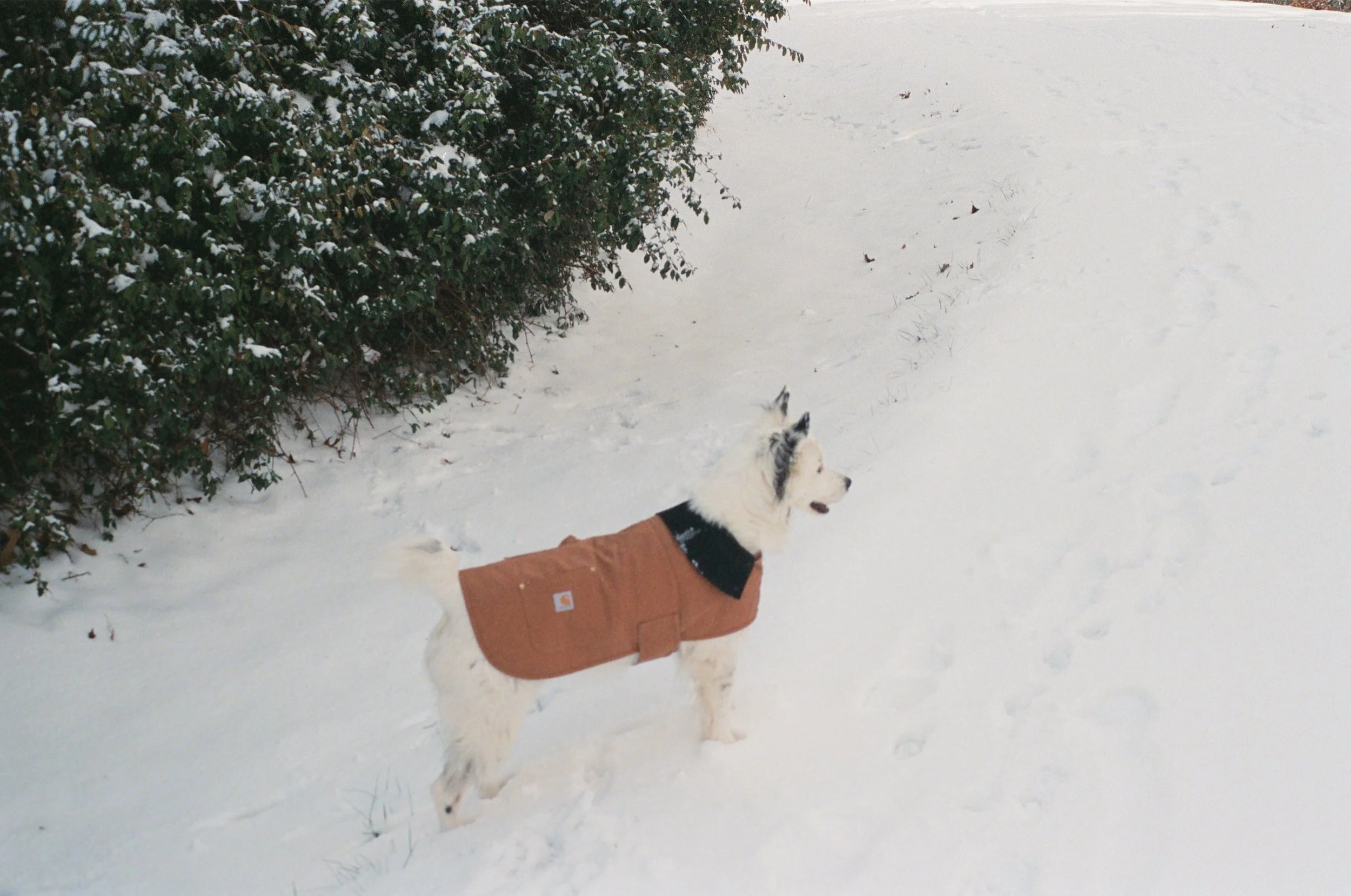 A dog wearing a brown jacket standing on snow-covered ground near a bush with snow on its leaves.