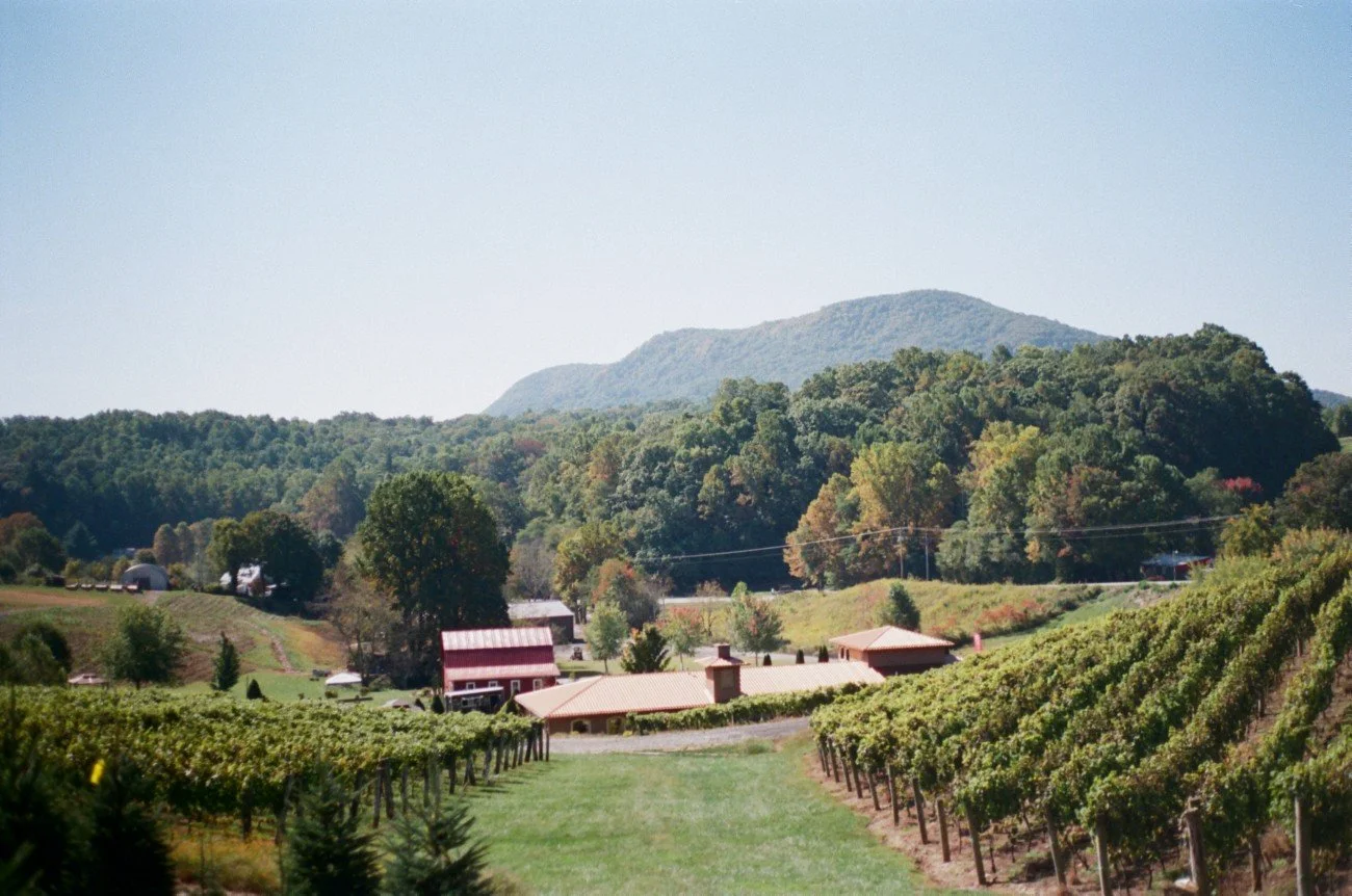 Scenic view of a vineyard with rows of grapevines, a few houses with red and tan roofs, green trees, on rolling hills, and mountains in the distance under a clear sky.