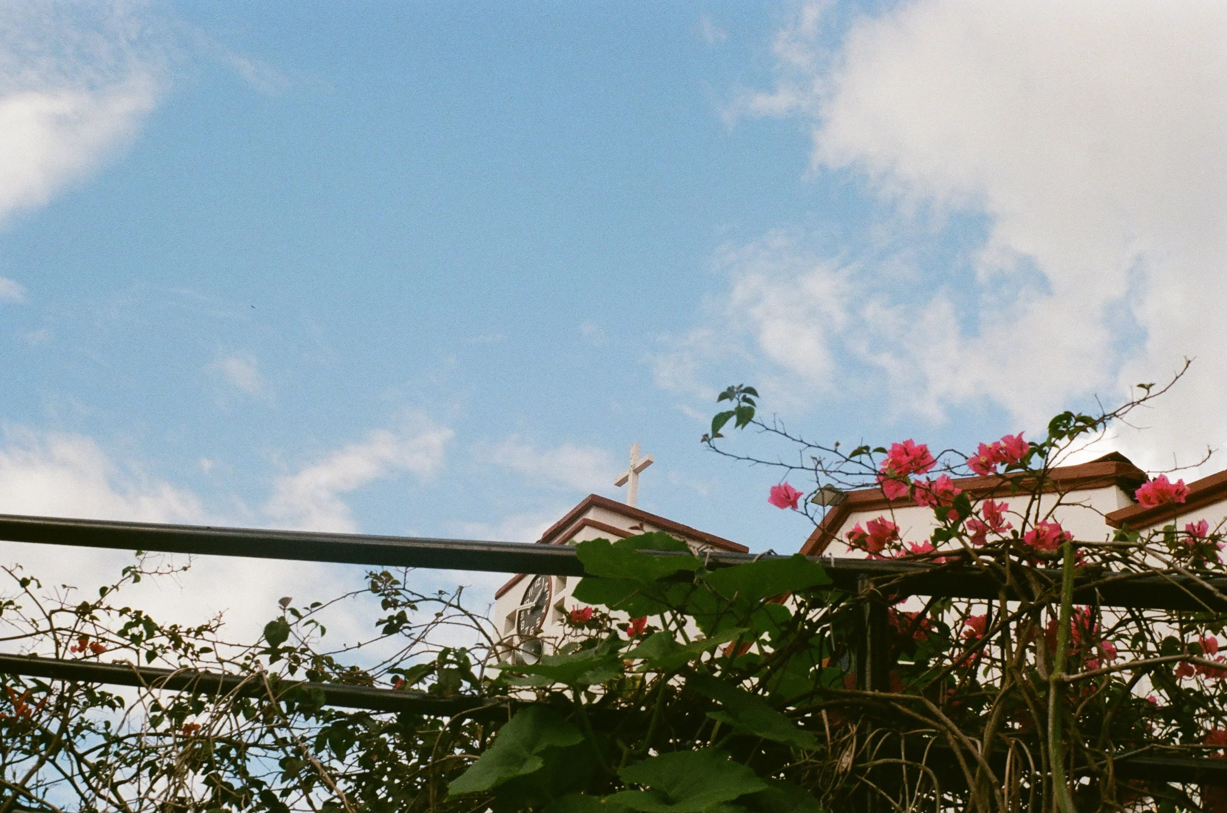 View of a church steeple with a cross on top, partially obscured by pink flowering bushes, against a background of a blue sky with some clouds.