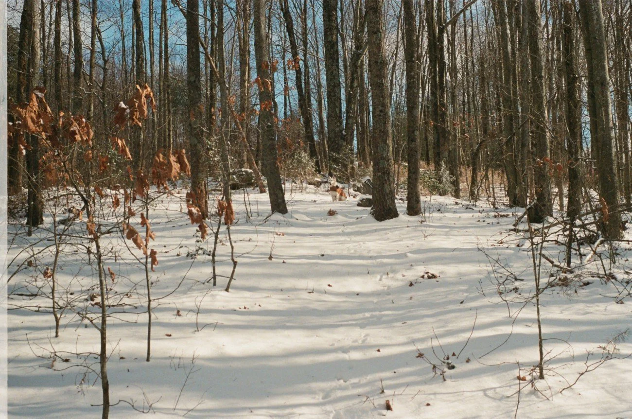 Snow-covered forest trail with bare trees and a dog in the background.