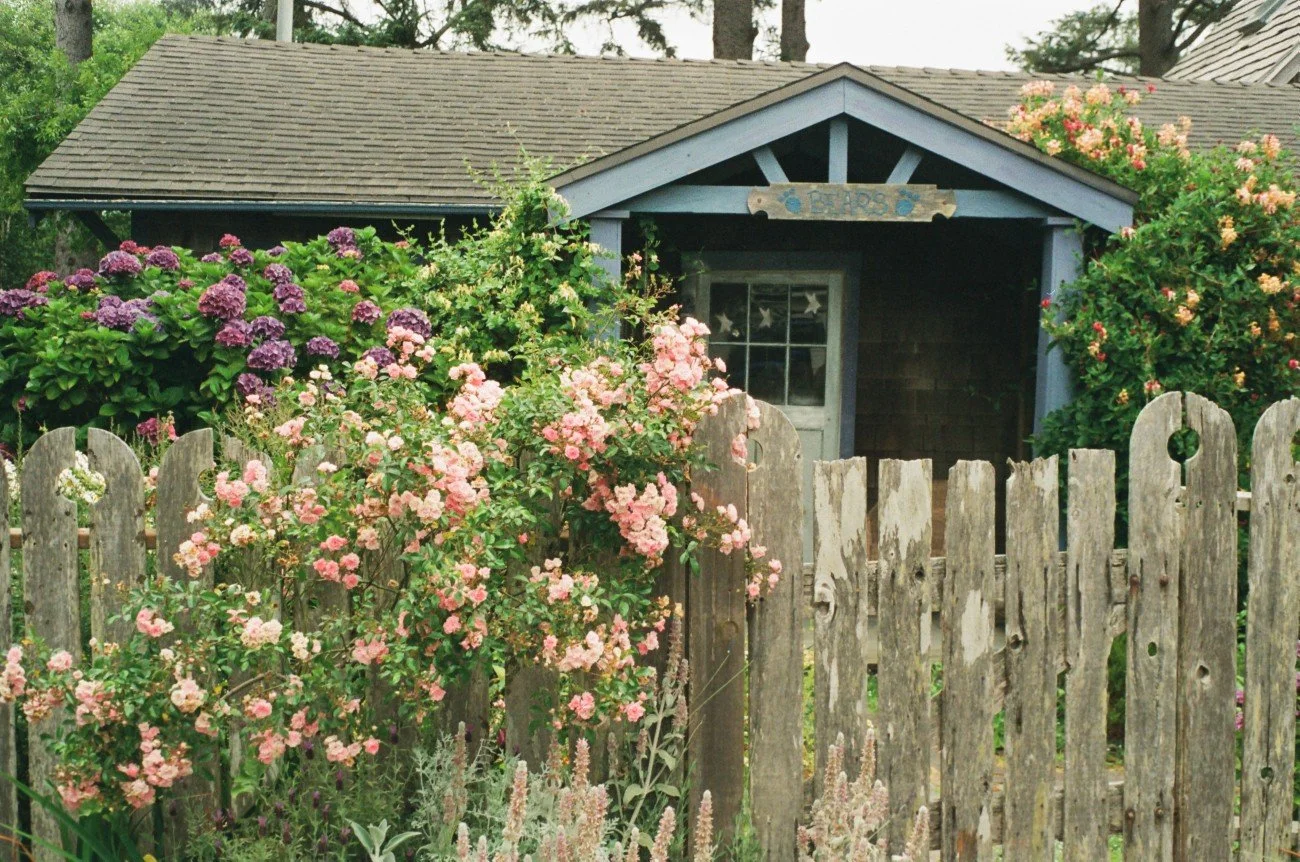 A quaint garden shed surrounded by flowering bushes, with a weathered wooden fence in the foreground.