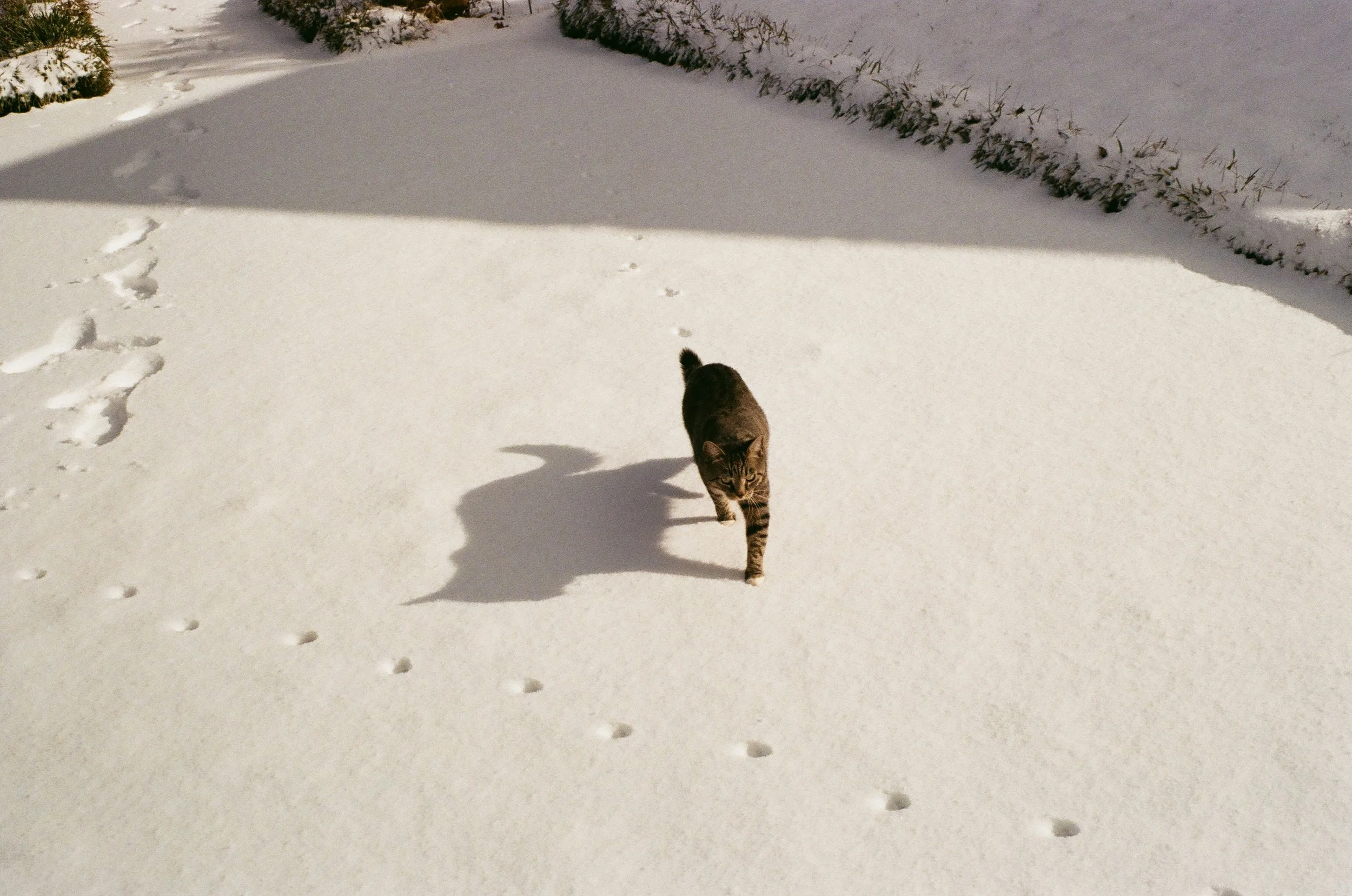 A cat walking across snow-covered ground, leaving paw prints behind, with snow and grass visible on the edges.