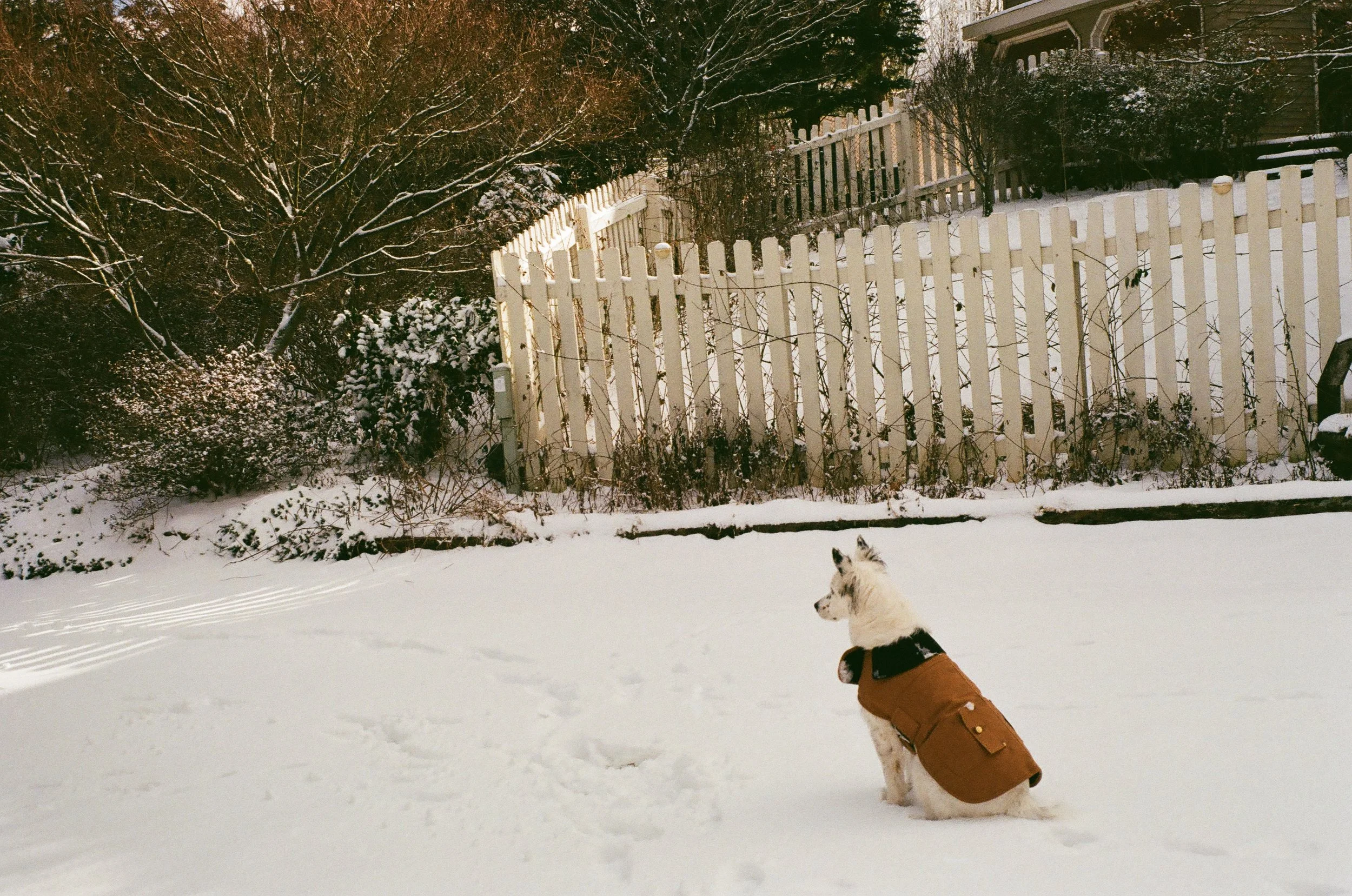 A dog wearing a brown coat sitting in a snow-covered backyard with a white picket fence and snow-covered trees in the background.
