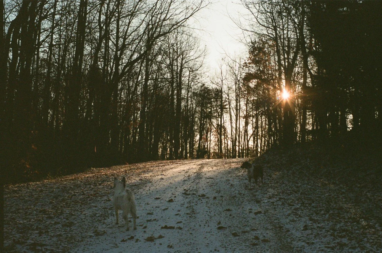 Two dogs standing on a snow-covered trail in a wooded area during sunset.