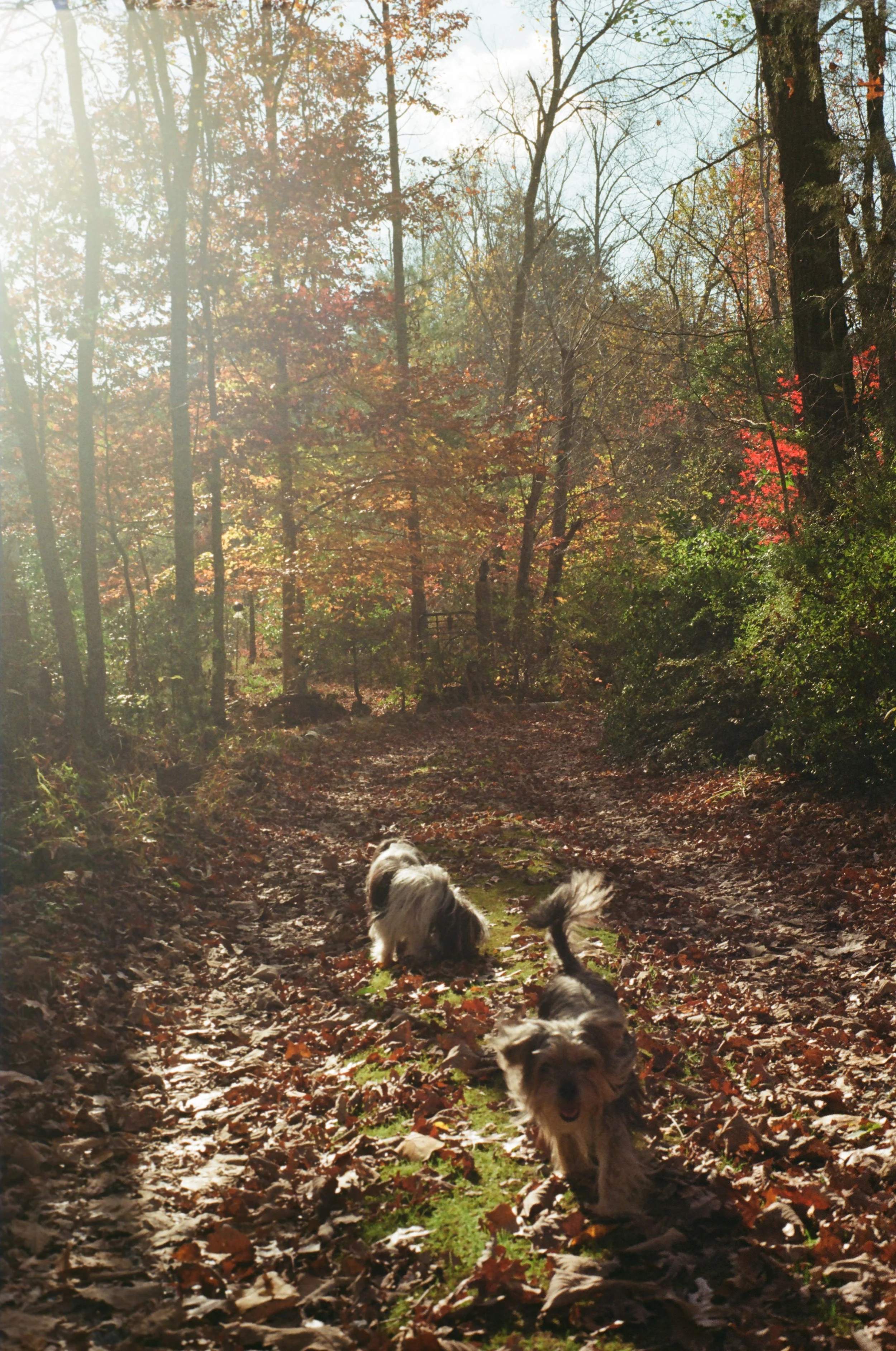 Two dogs walking on a leaf-covered trail in a wooded area during autumn, with trees displaying fall colors and sunlight filtering through the branches.