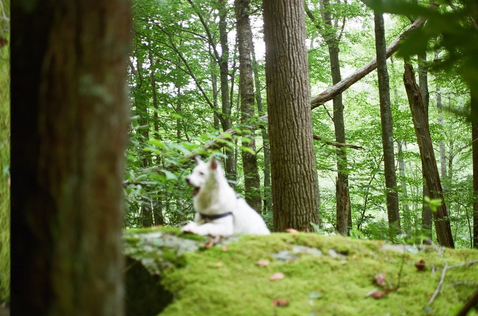 A white dog, possibly a husky, sitting on a moss-covered forest floor amid tall trees with lush green foliage.
