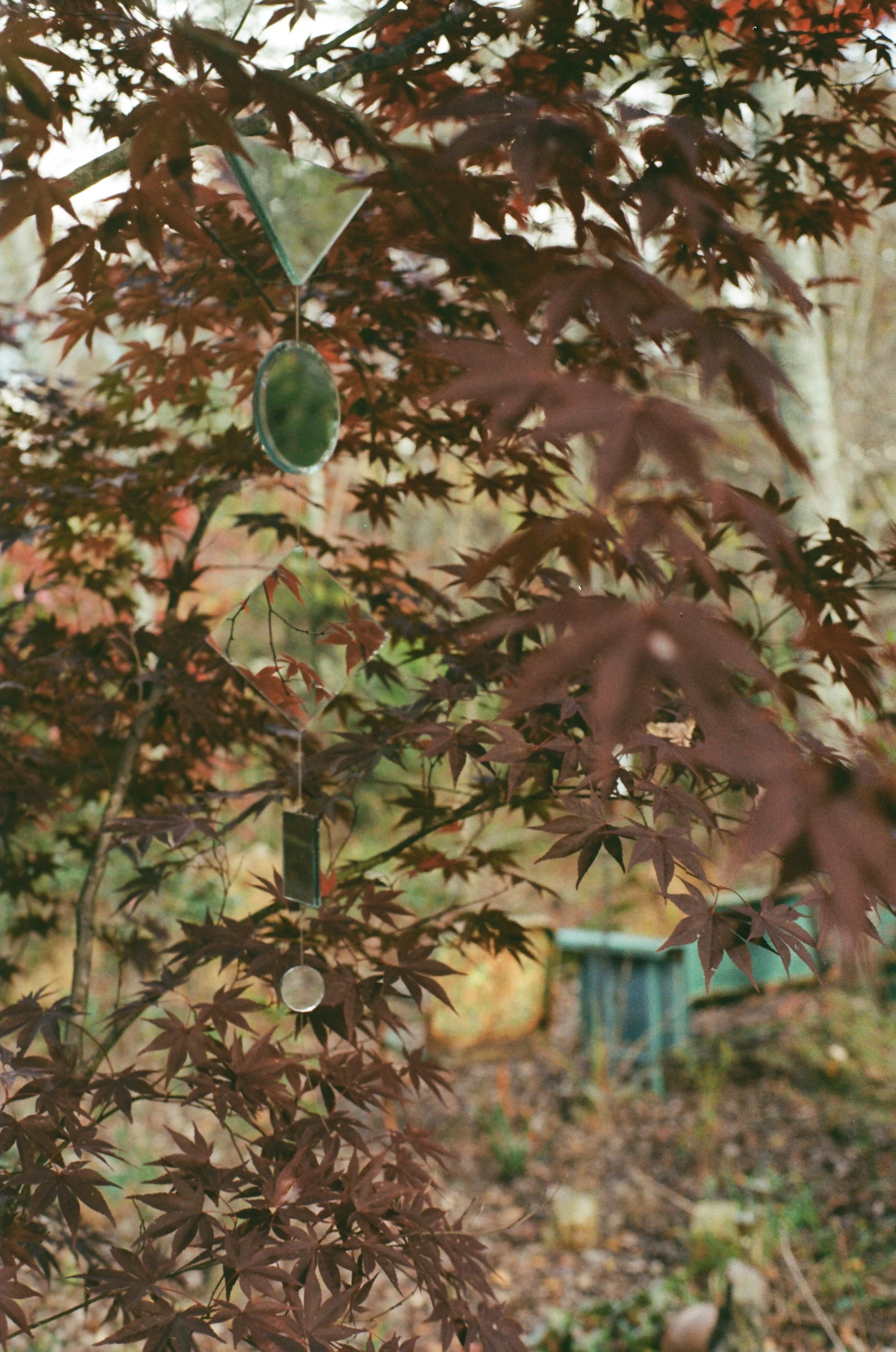 A Japanese maple tree with reddish-brown leaves, hanging mirror, and small reflective decorations outdoors in a garden.