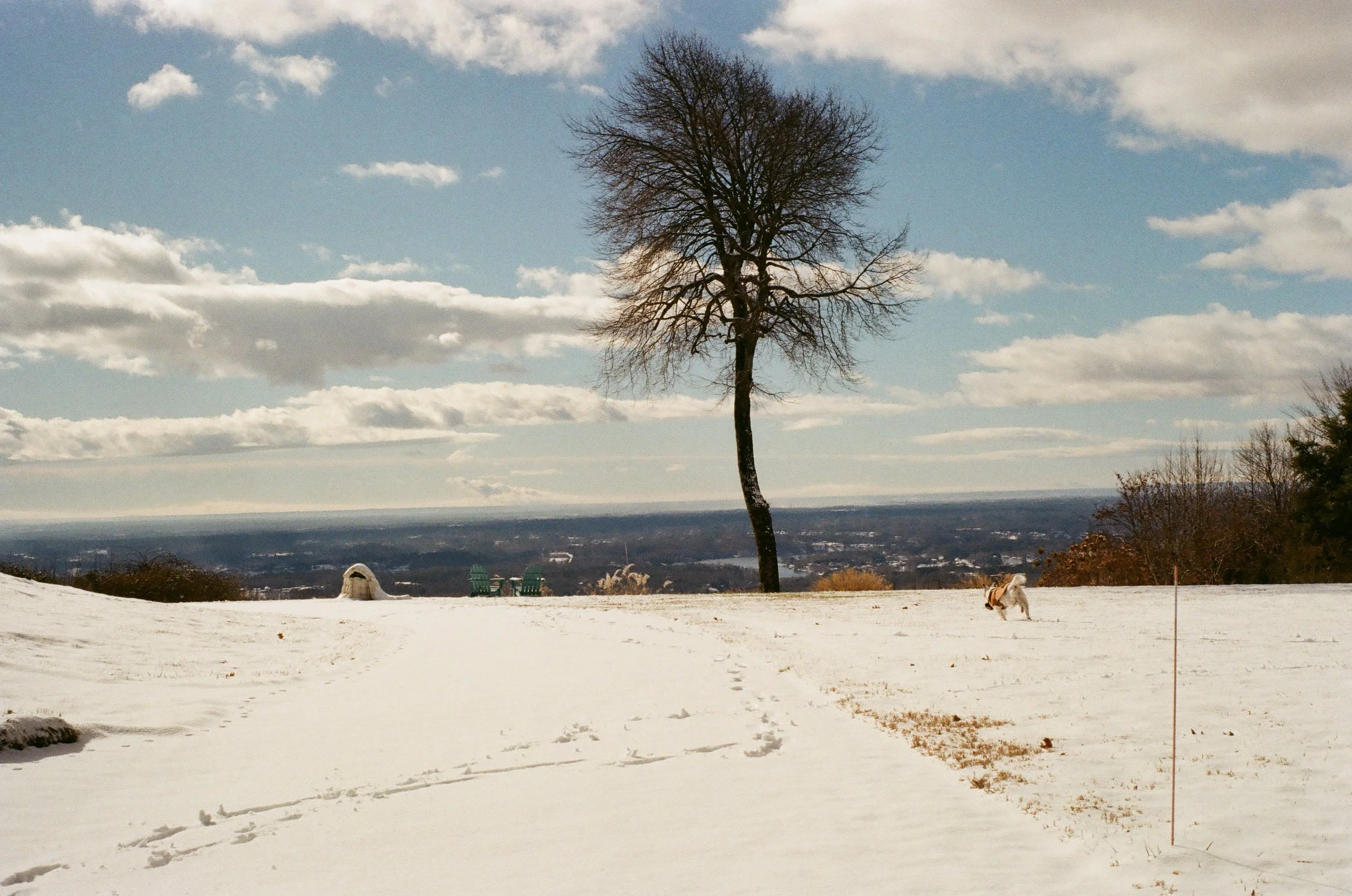 Snow-covered open field with a single leafless tree, a dog, and distant chairs under a partly cloudy sky.