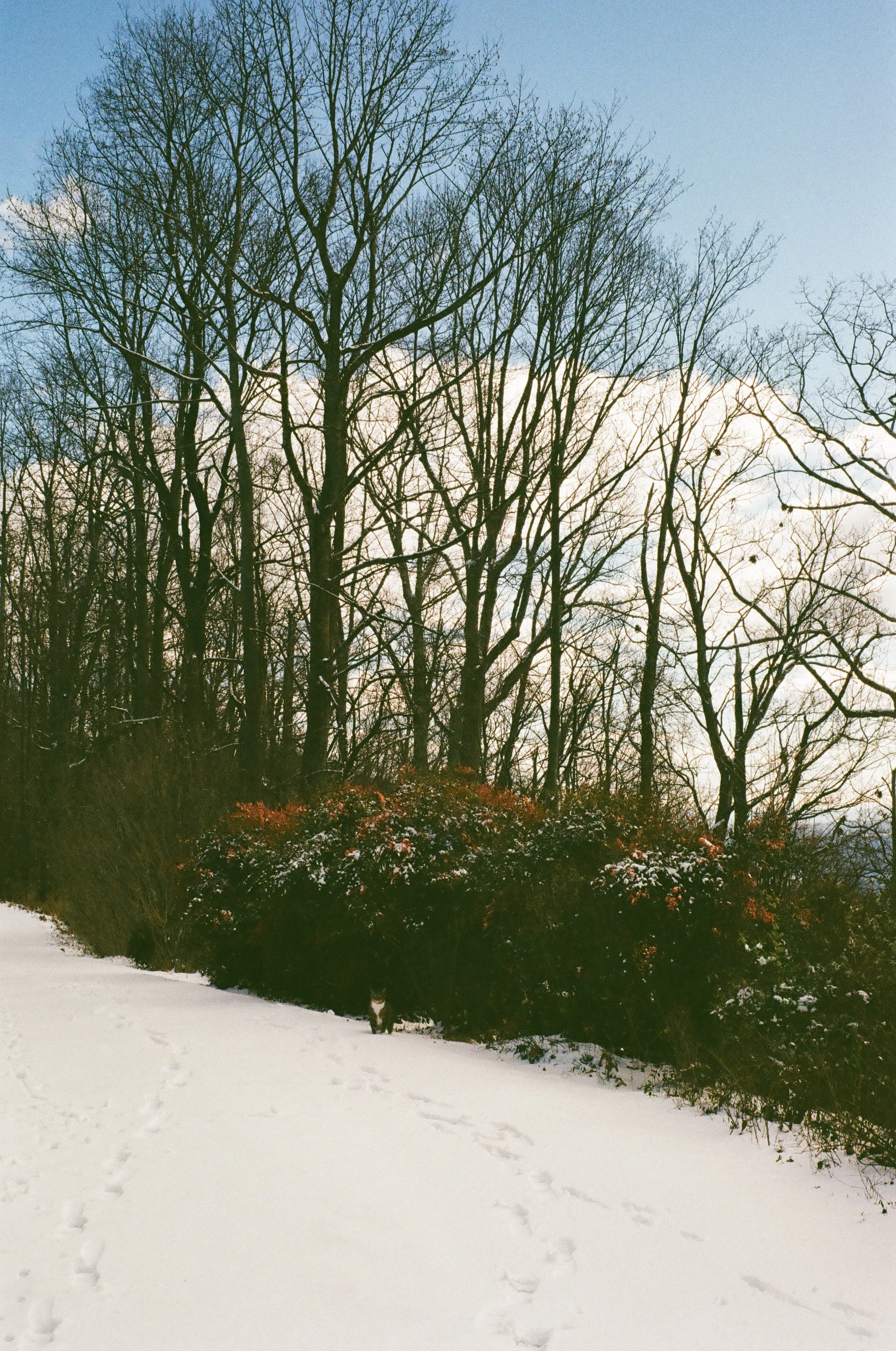 Snow-covered ground with footprints, leafless trees in the background, and a small black and white cat near the bushes.