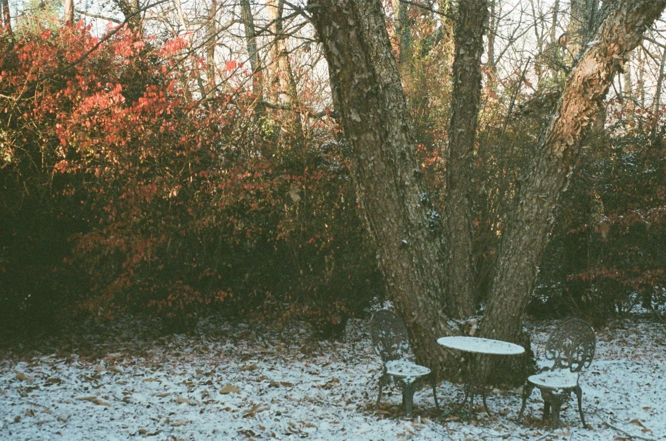 A large tree with a round bench and two chairs around it in a snow-covered garden, with bushes and trees in the background.