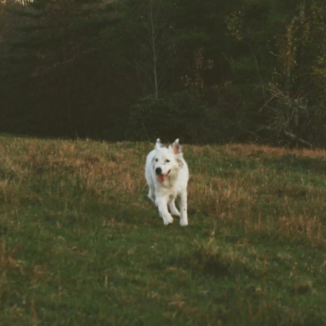 A white and black-spotted dog running on a grassy field with trees in the background.