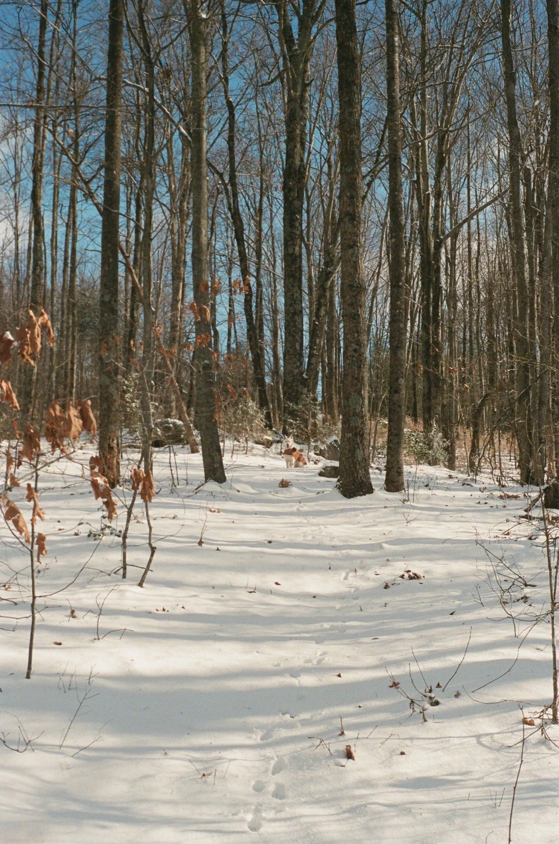Snow-covered forest trail with trees and footprints, and a dog visible in the distance.