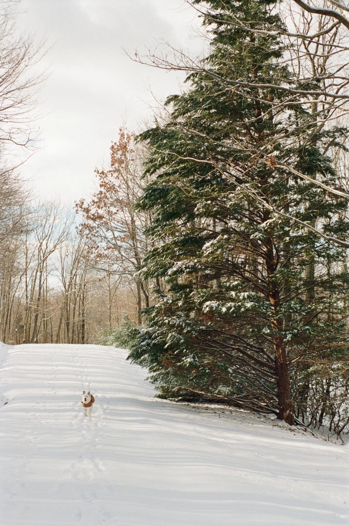 Snow-covered landscape with a dog walking in the snow and a large evergreen tree to the right.