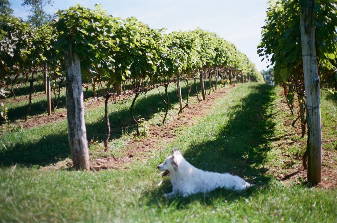 A white dog laying on grass at the edge of a vineyard with grapevines growing along wooden posts under a clear sky.
